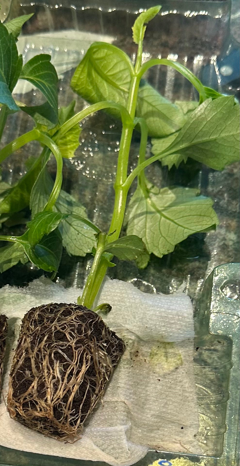 Dahlia cuttings - how they can help you have a better garden next summer!