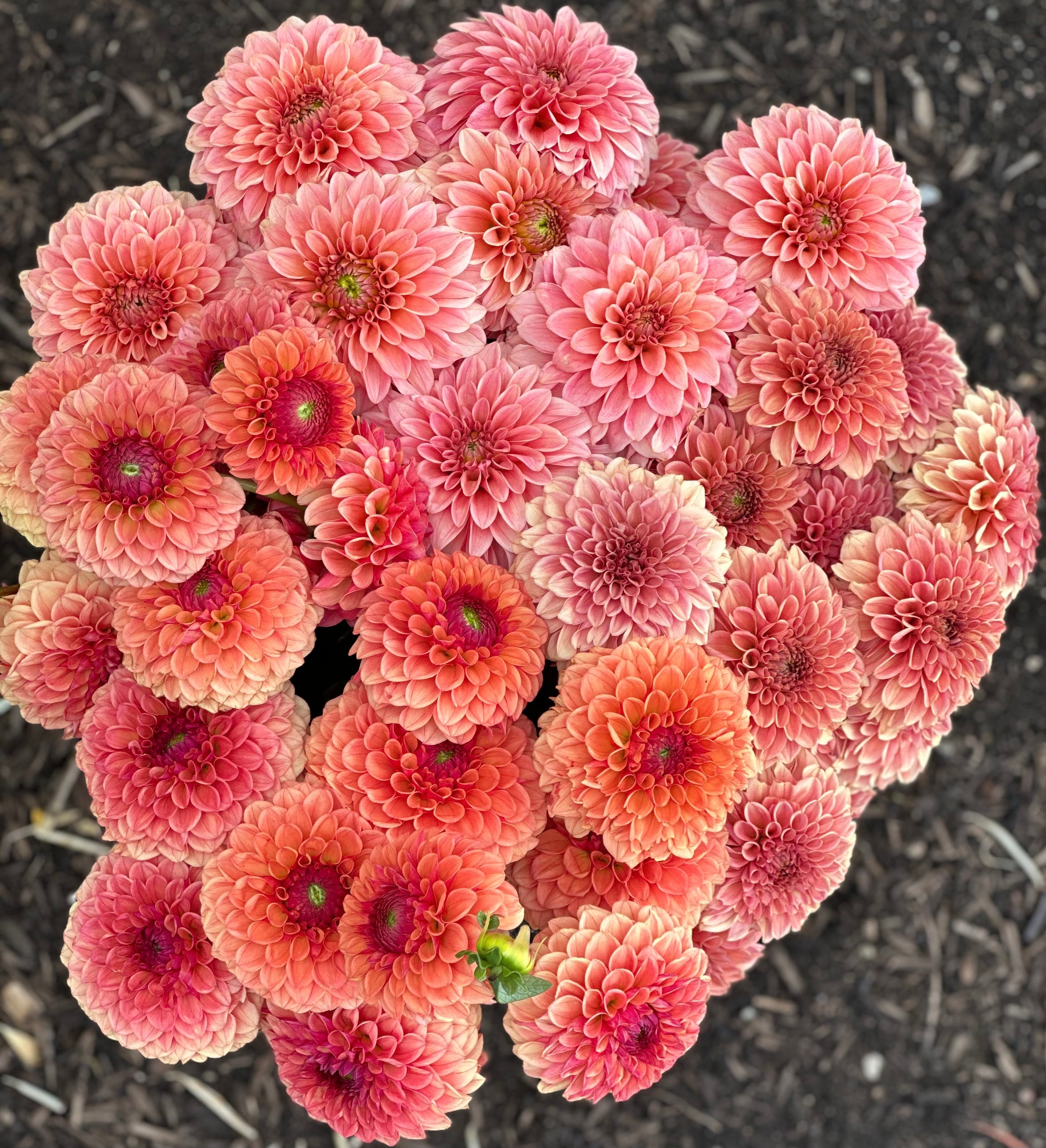 KA's® Dahlia tubers for sale – Pedaling Petals