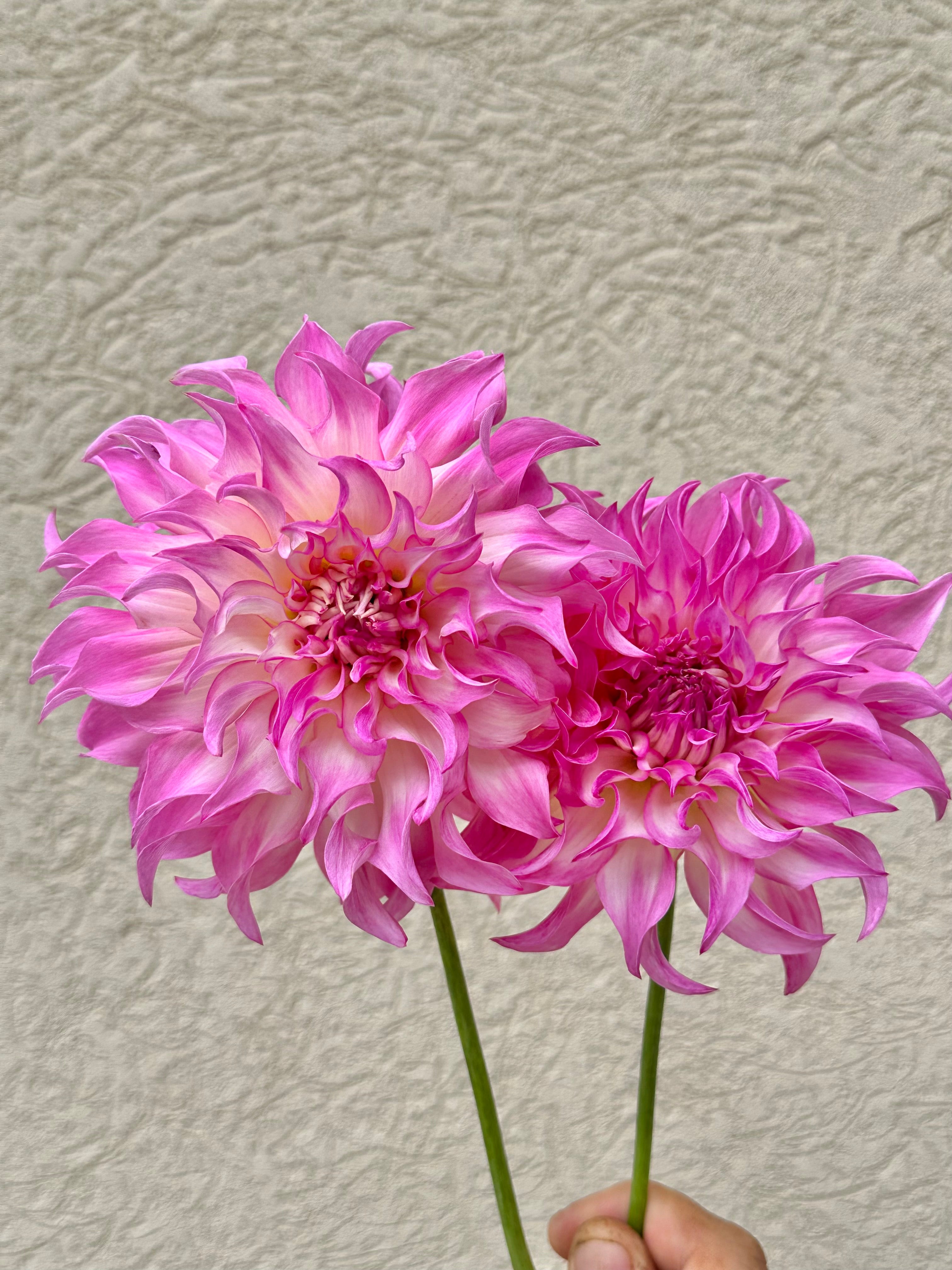 DAHLIAさん専用 Dahlia (Seed), PDX UG Mix – PDX Urban Gardens
