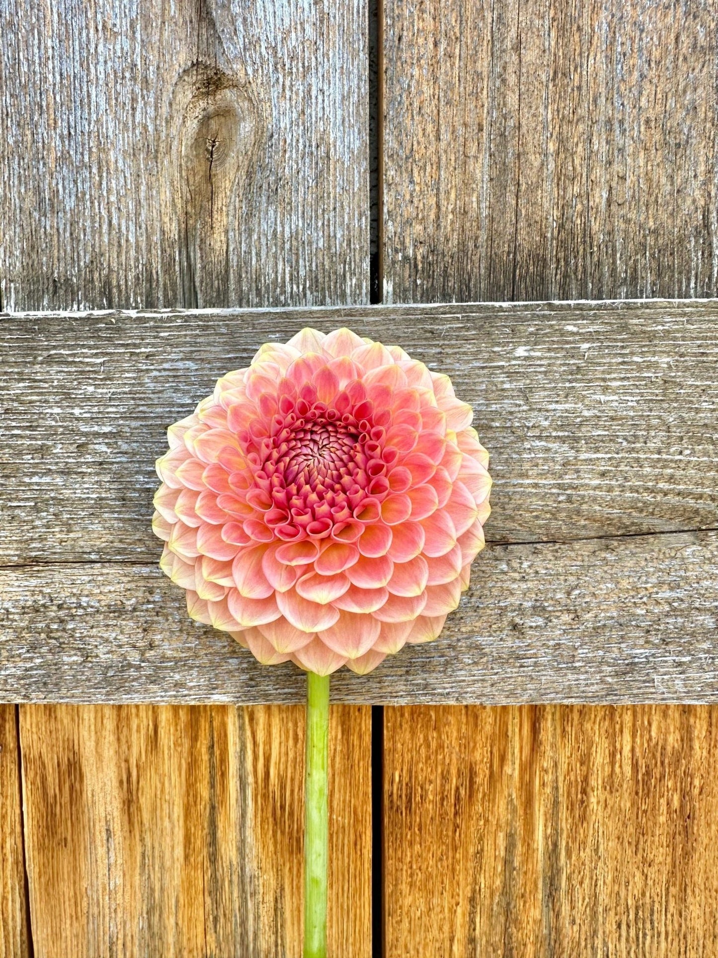 20th Ave Softer Peach dahlia tuber - Pedaling Petals