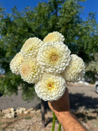 20th Ave Tradition dahlia