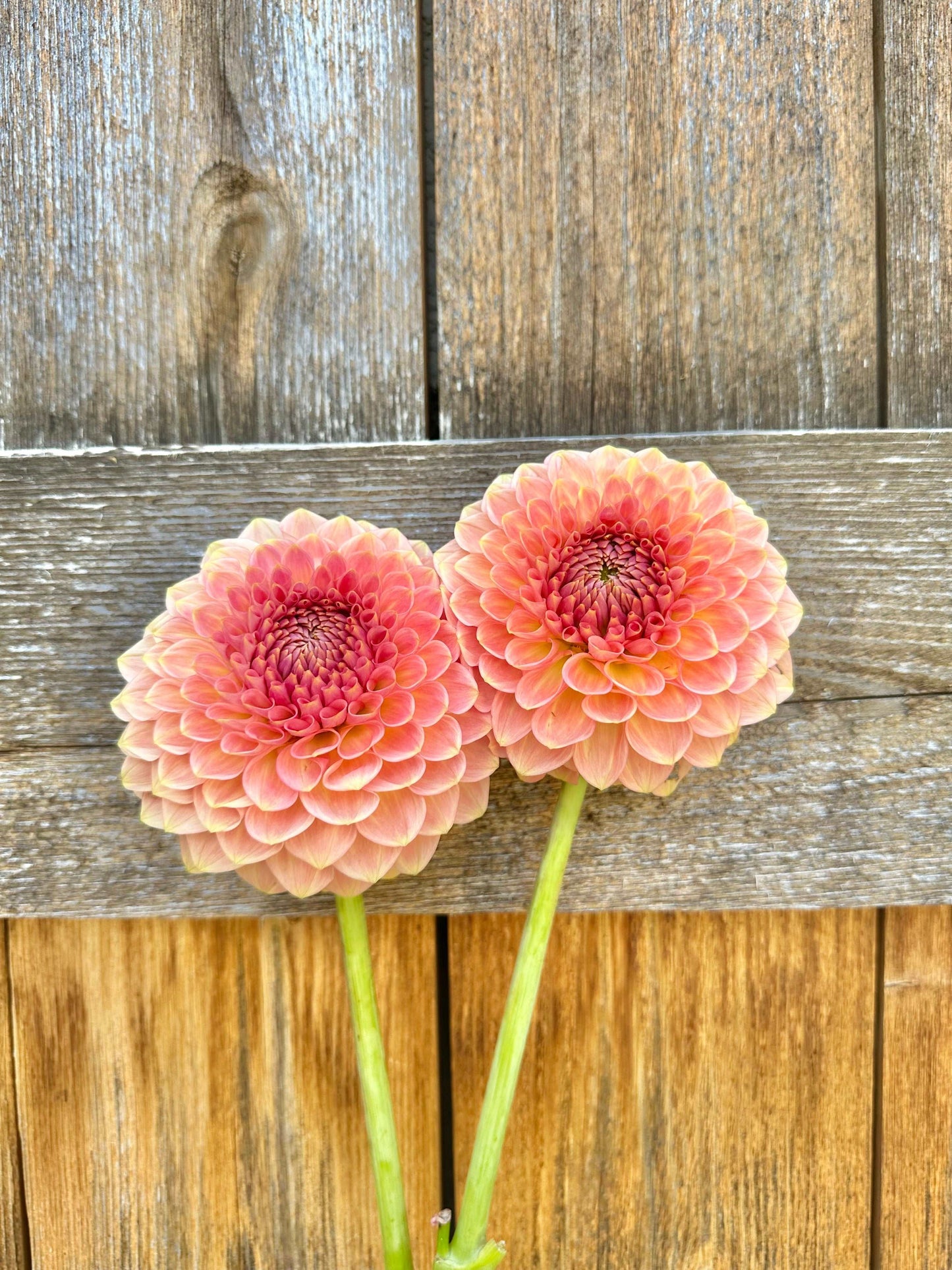 20th Ave Softer Peach dahlia