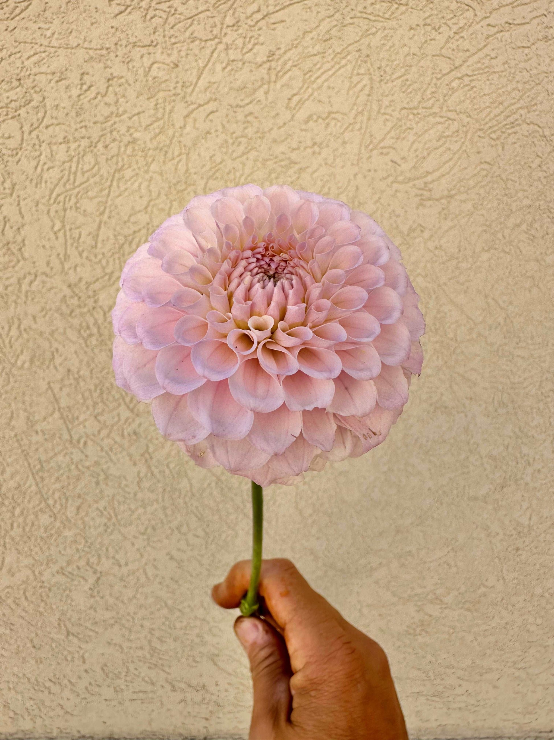 20th Avenue Memory dahlia