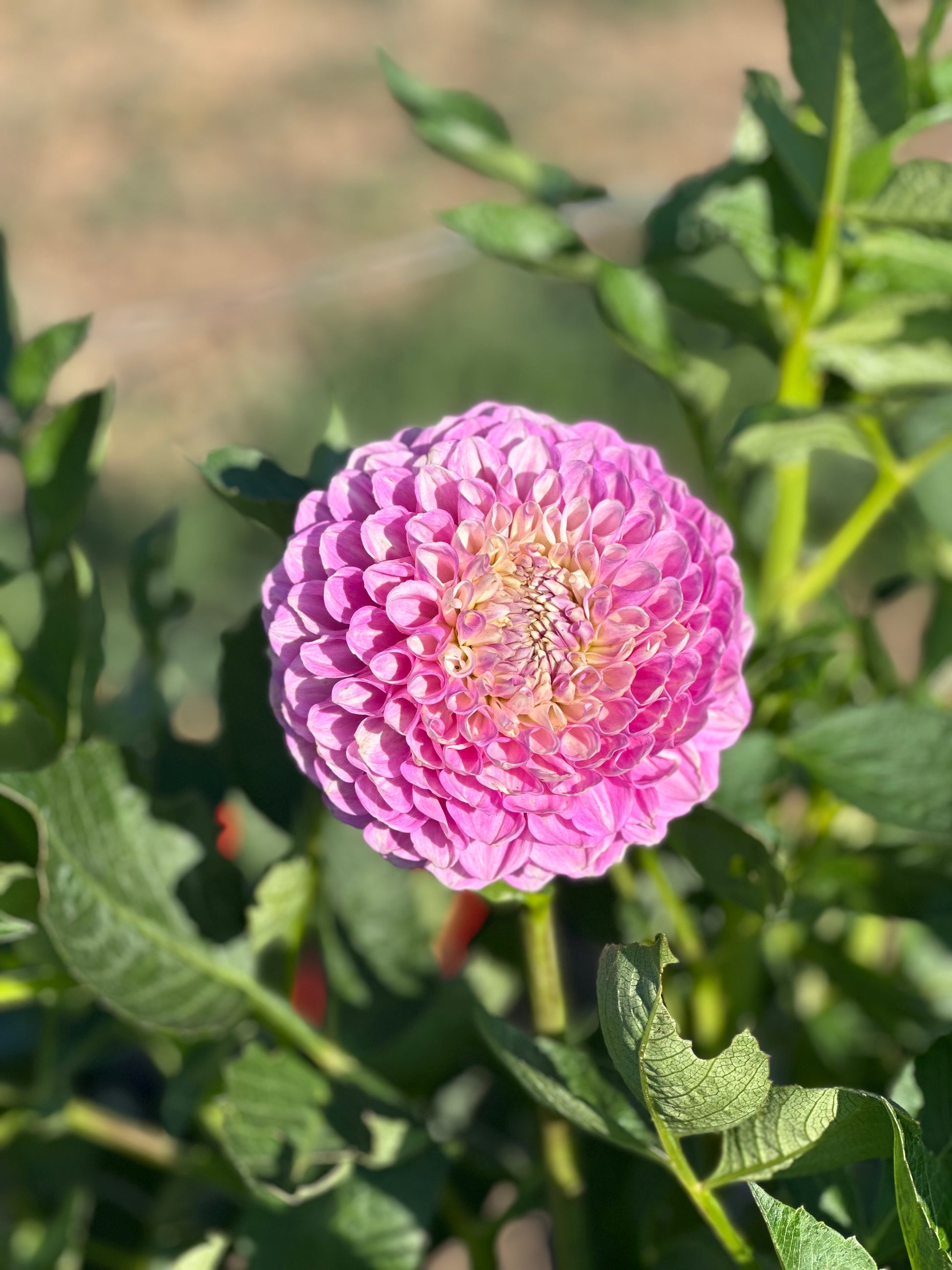 20th ave old major dahlia