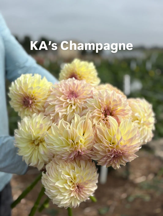 KA’s® Classic Designer collection - 7pack