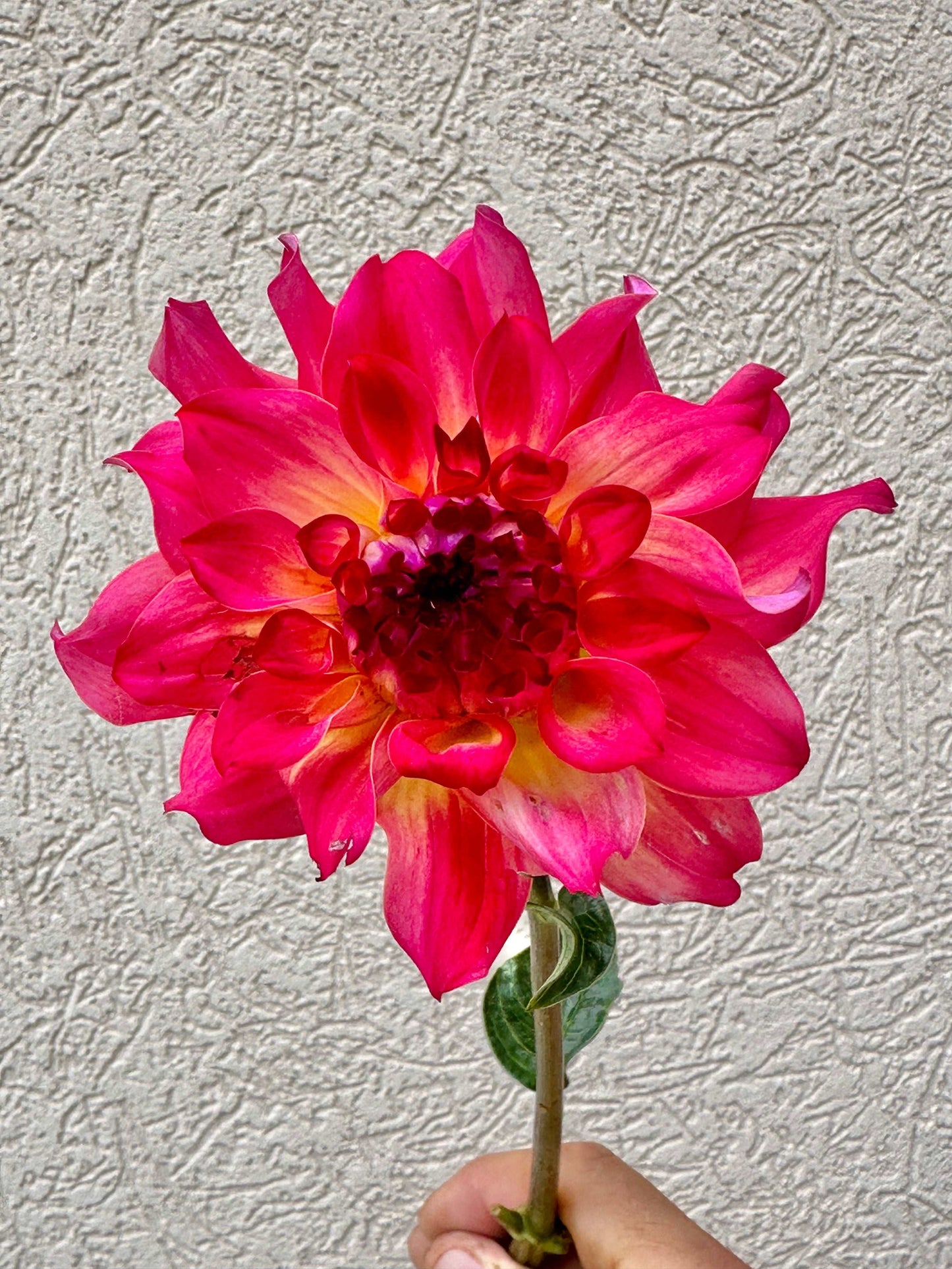 AC Rosebud dahlia