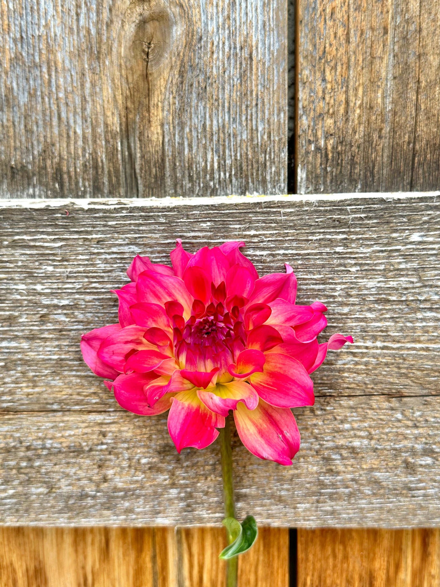 AC Rosebud dahlia