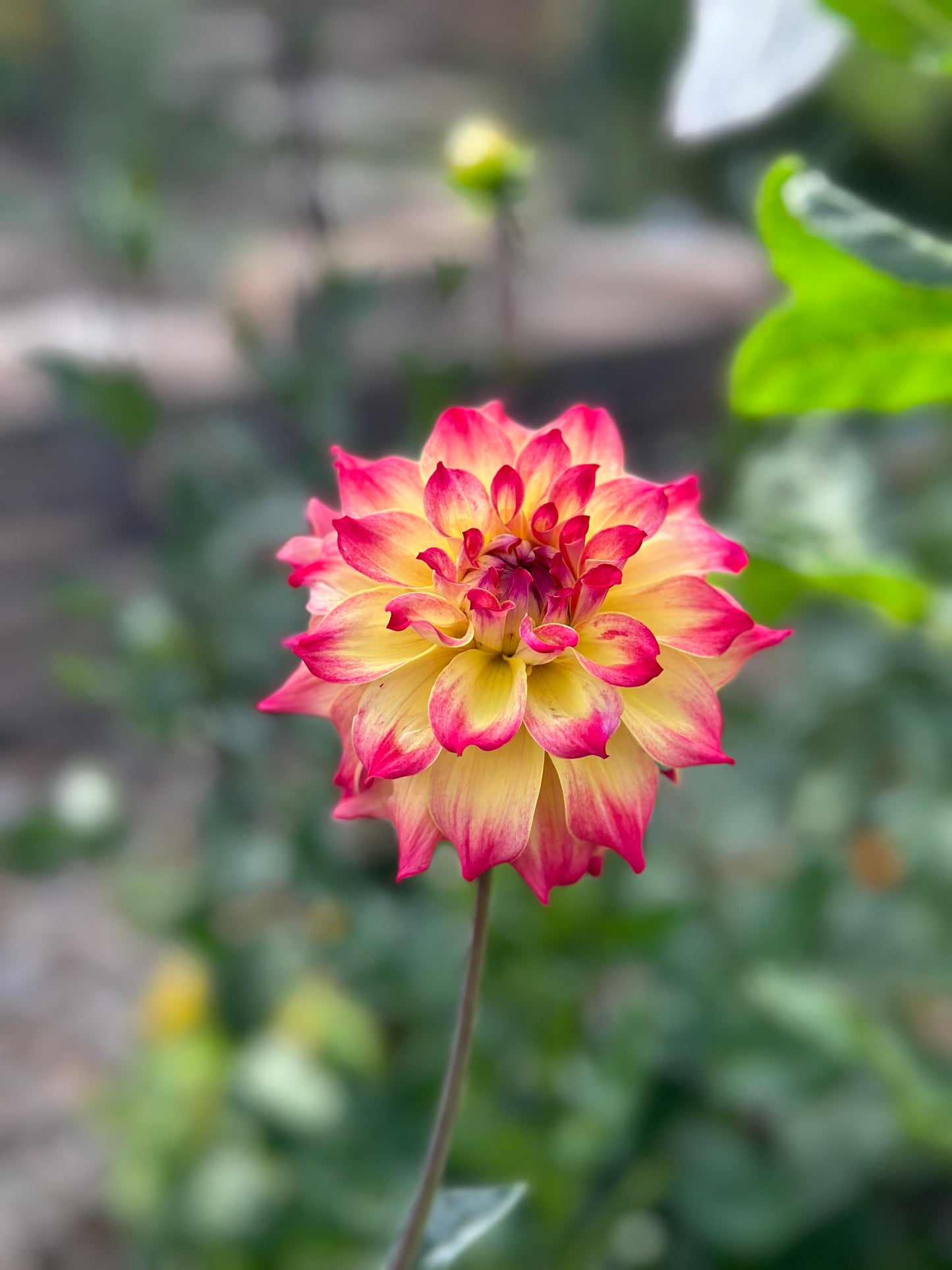 AC Rosebud dahlia