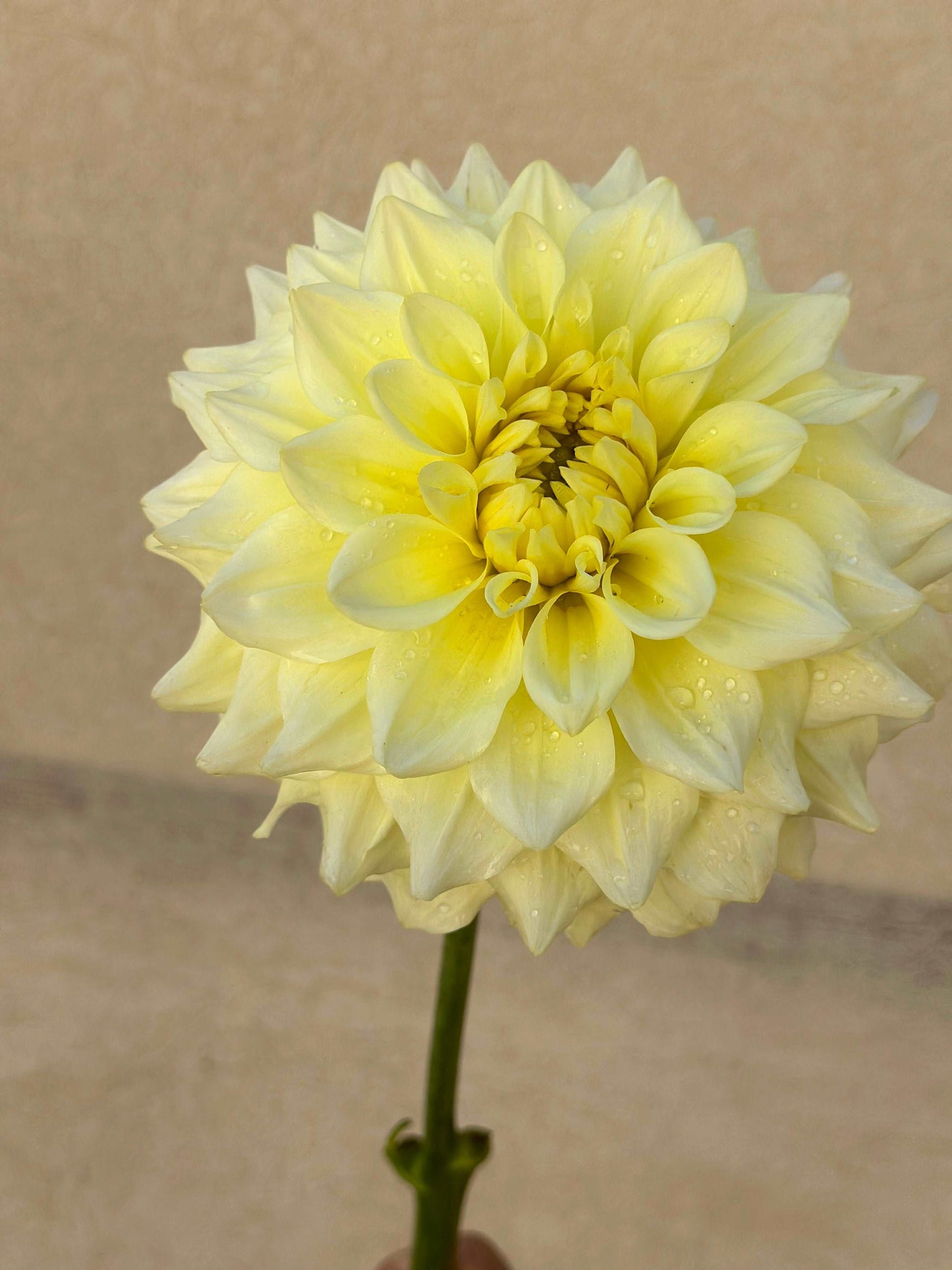 Apeeling dahlia