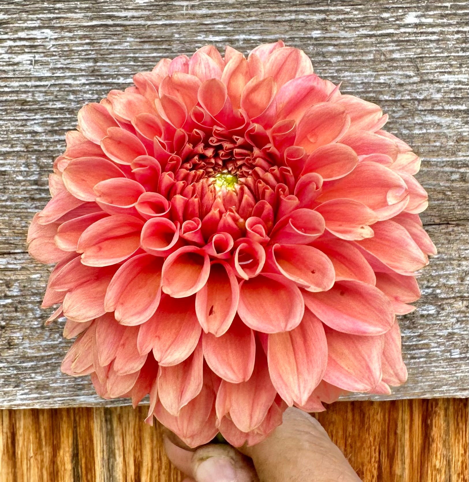 Apricot Jam dahlia