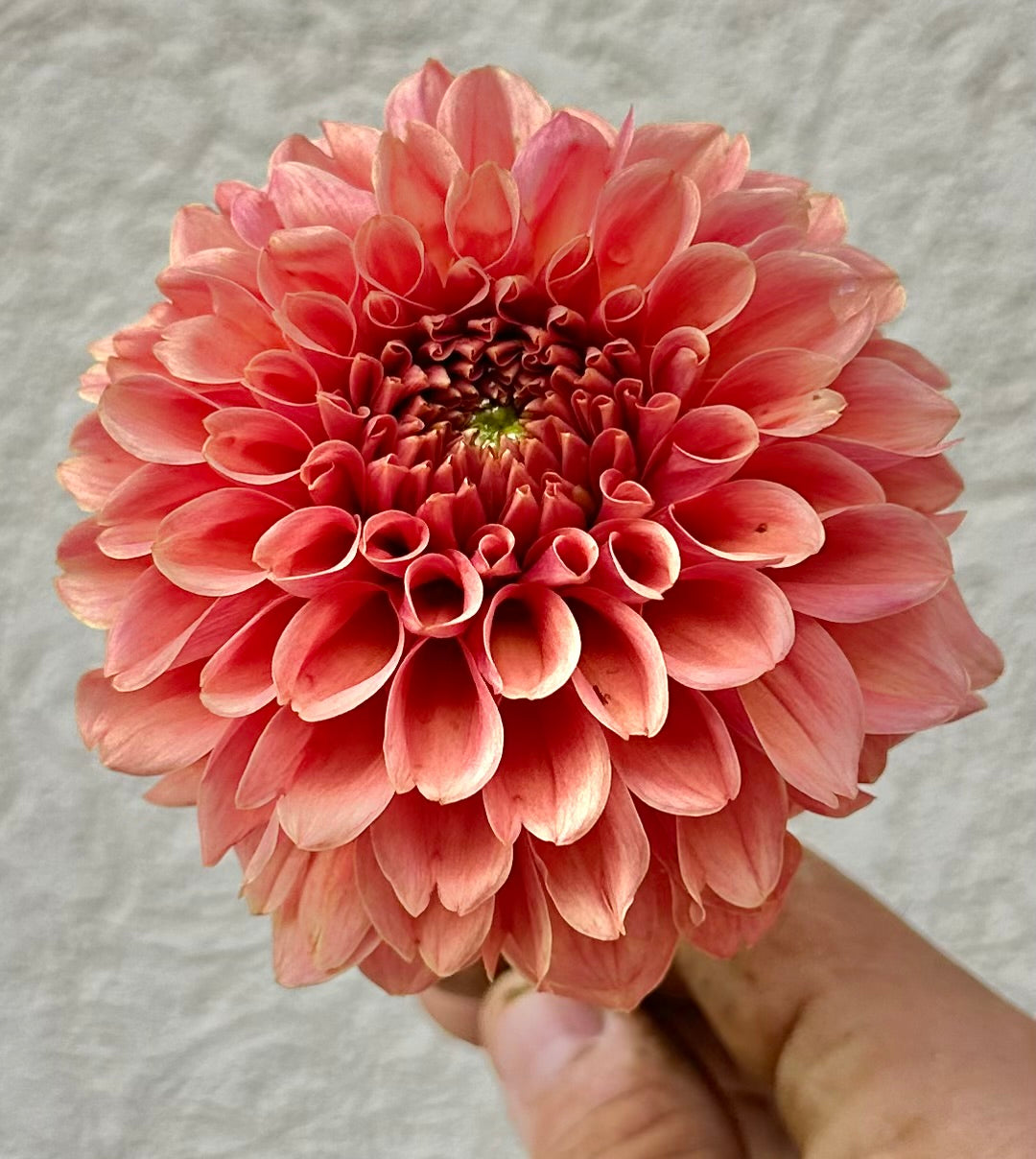 Apricot Jam dahlia