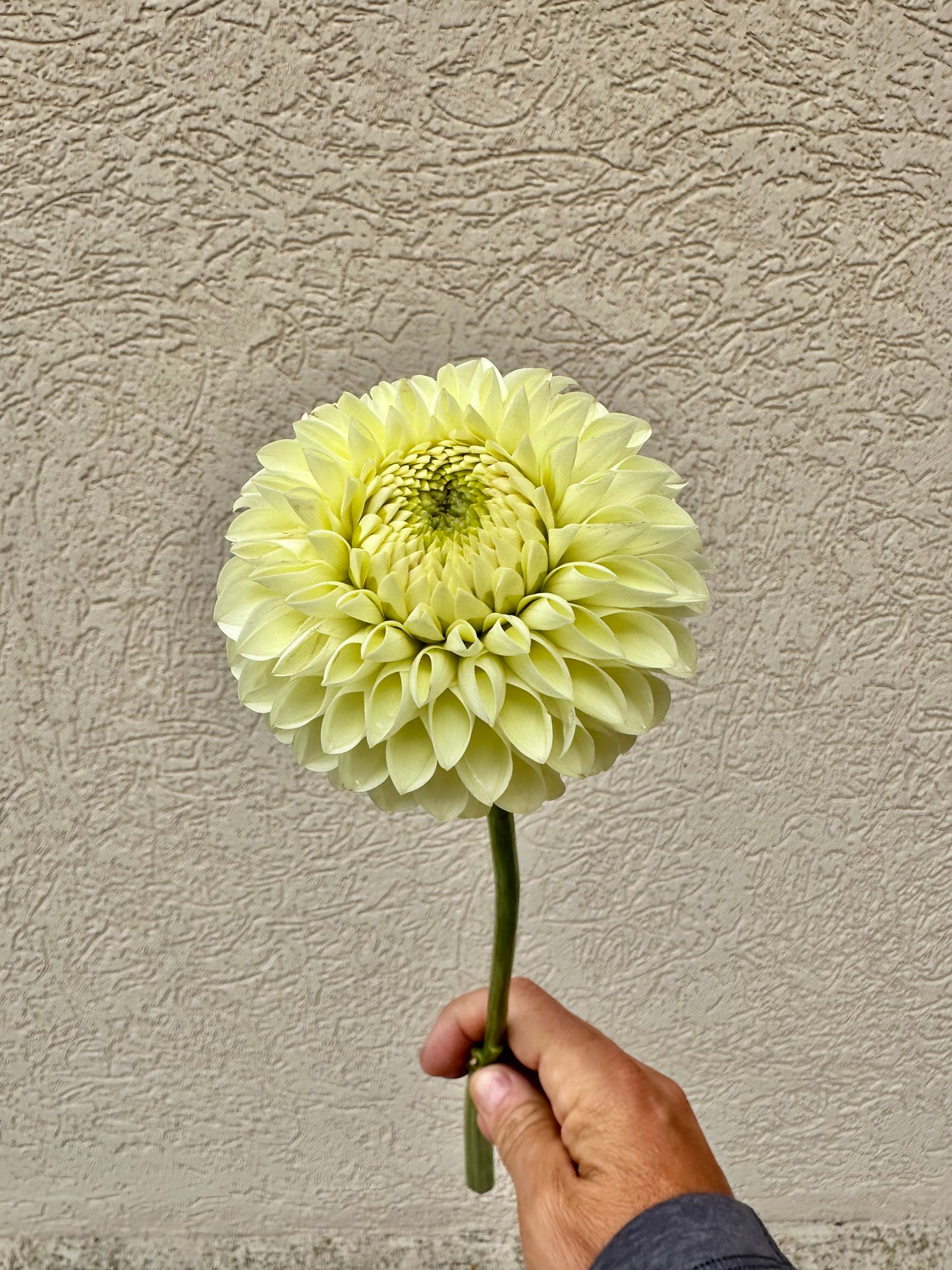 Barberry Valley Primrose dahlia