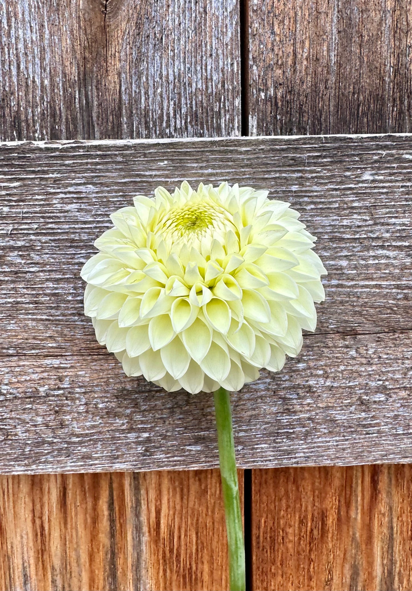 Barberry Valley Primrose dahlia