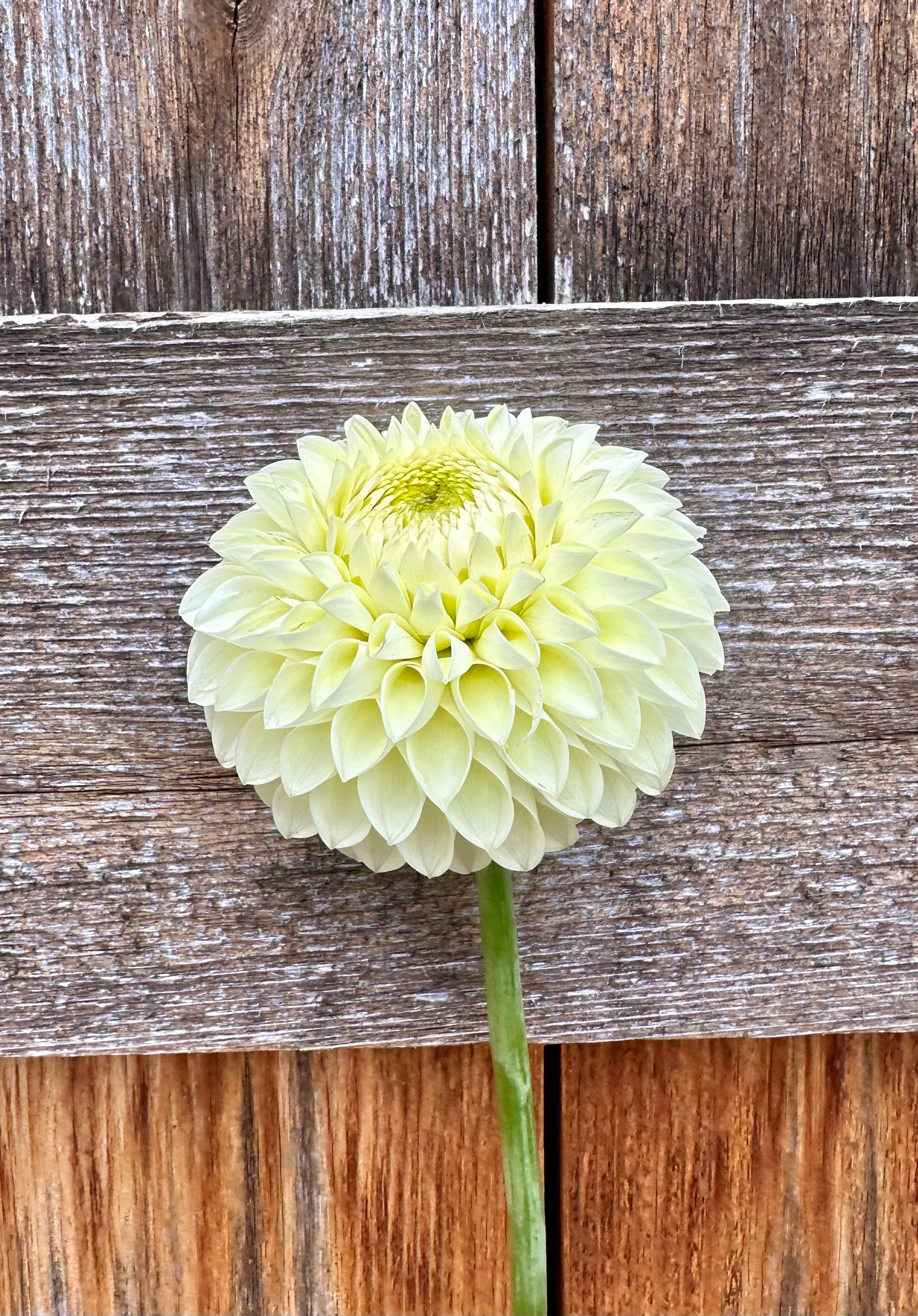 Barberry Valley Primrose dahlia