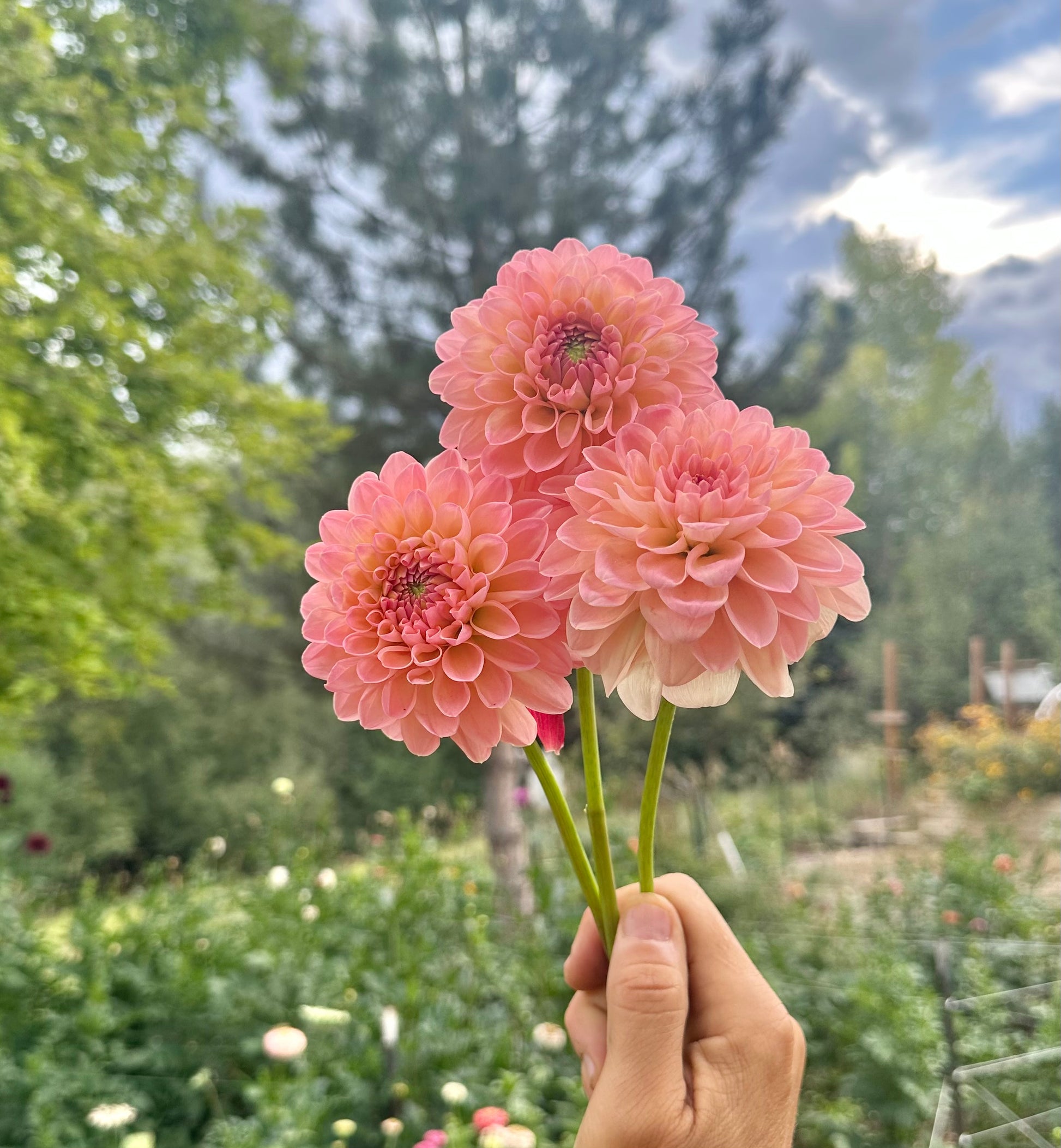 Barberry dominion dahlia