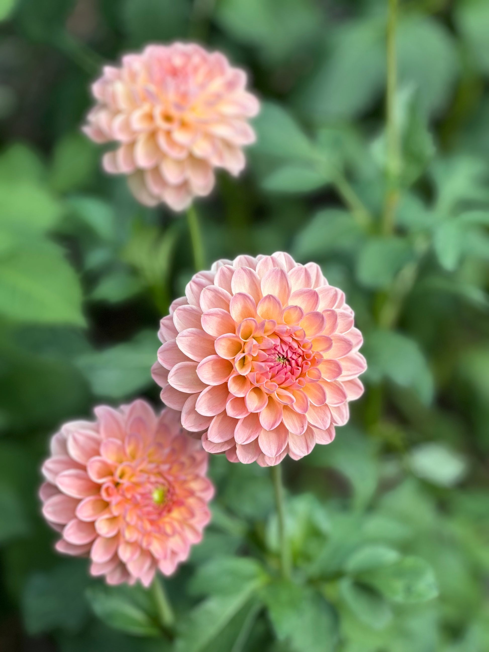 Barberry dominion dahlia