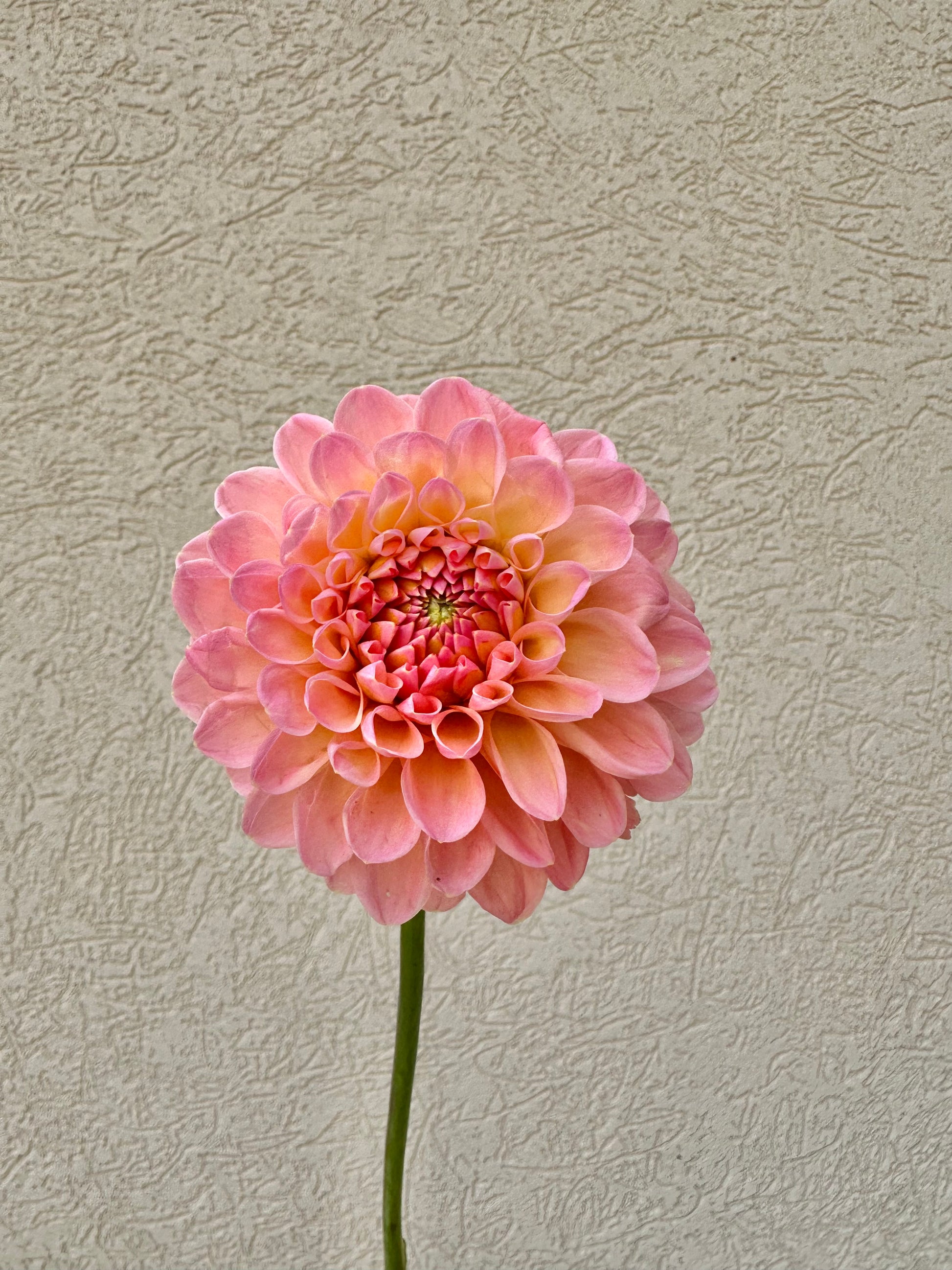 Barberry dominion dahlia