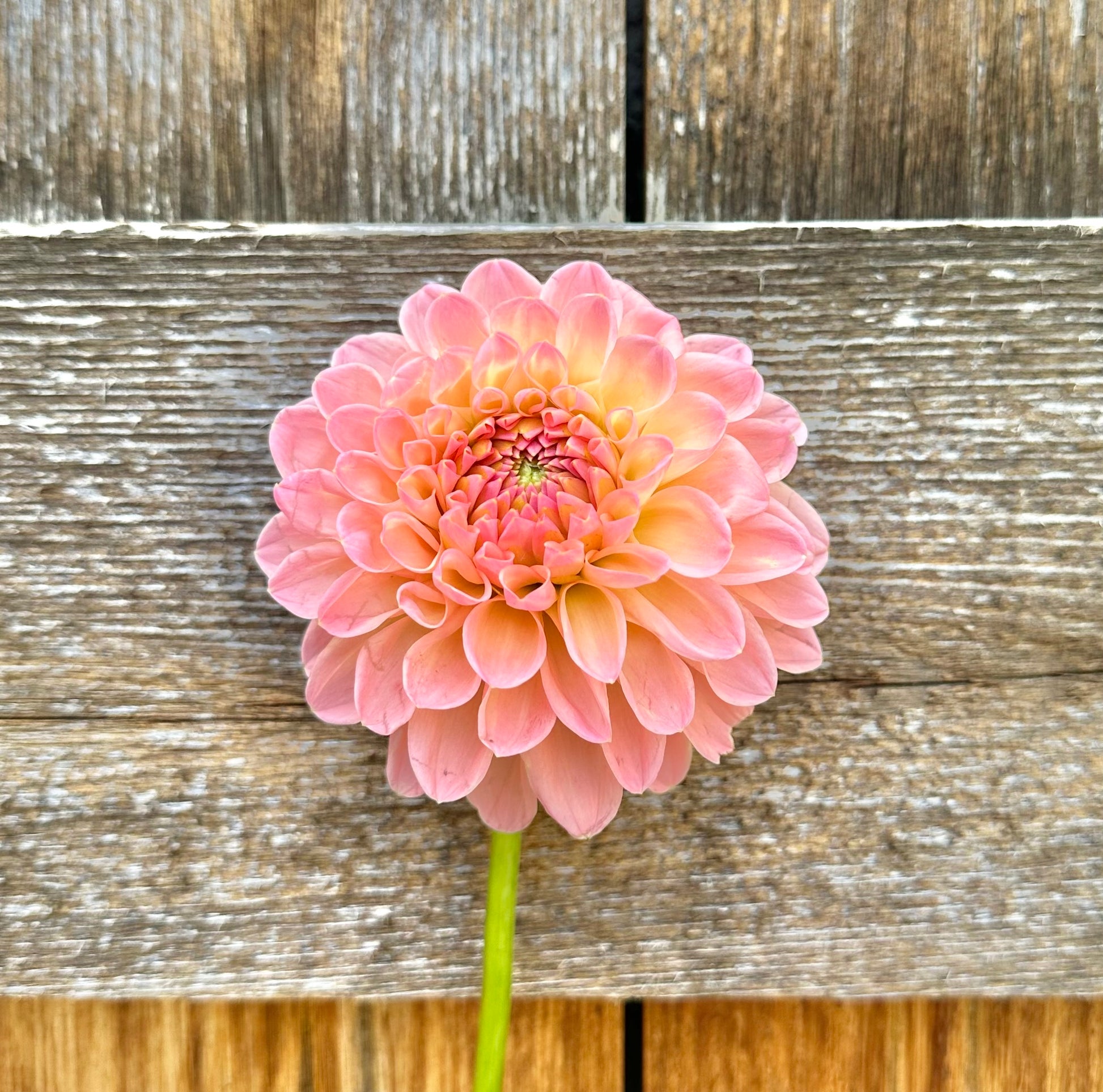 Barberry dominion dahlia