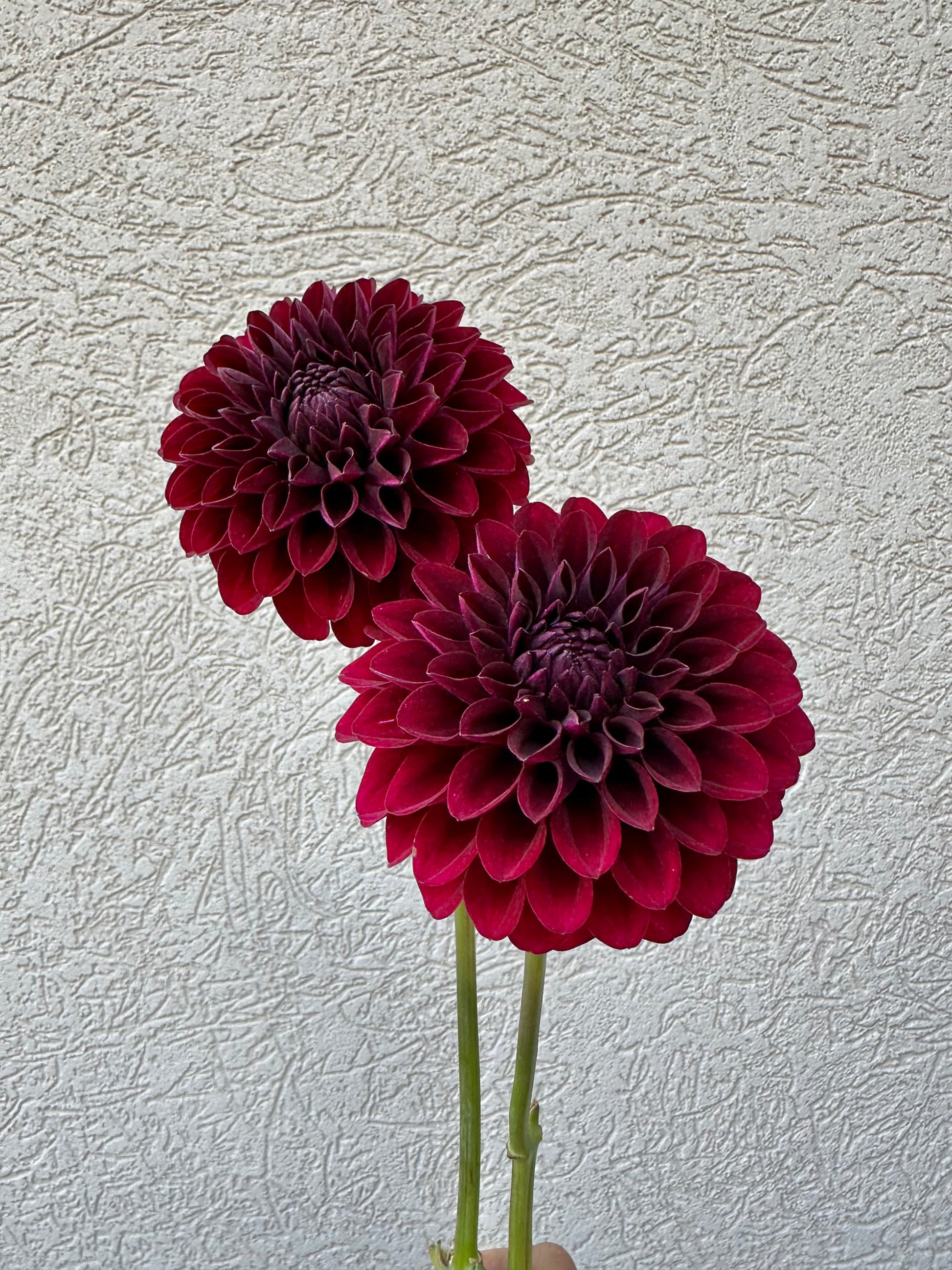 Black Satin dahlia tuber