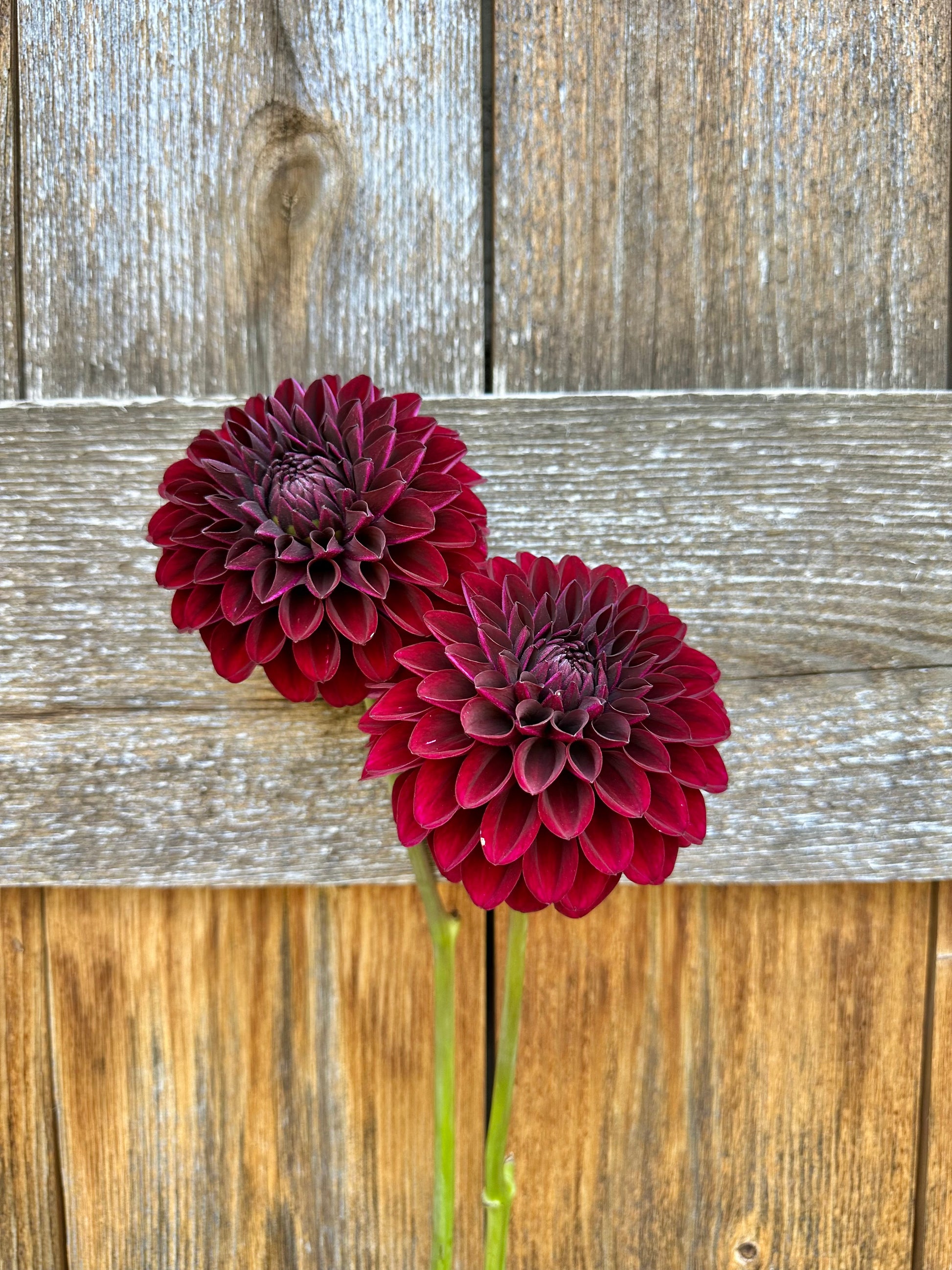 Black Satin dahlia tuber