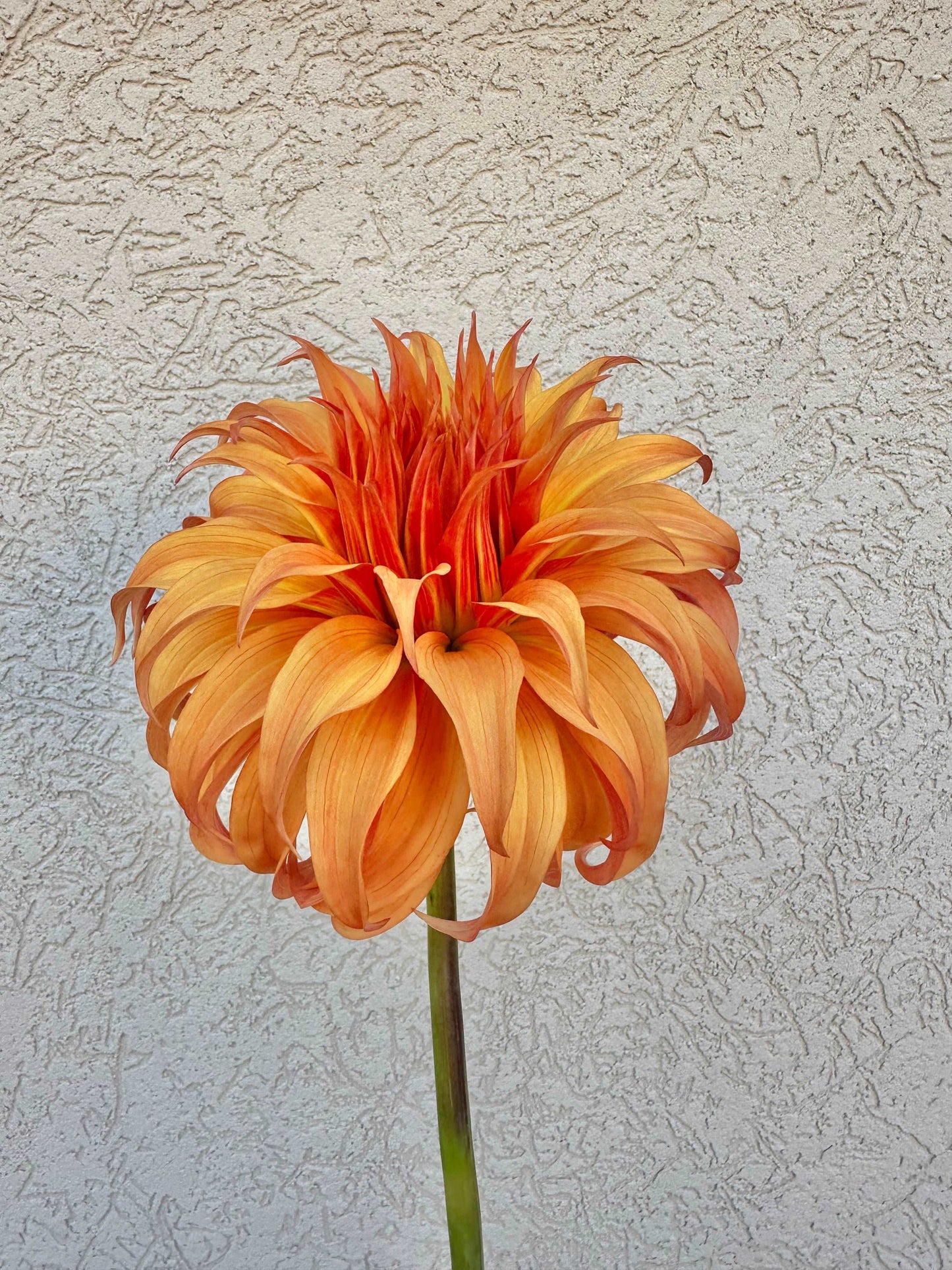 Bloomquist Jean dahlia