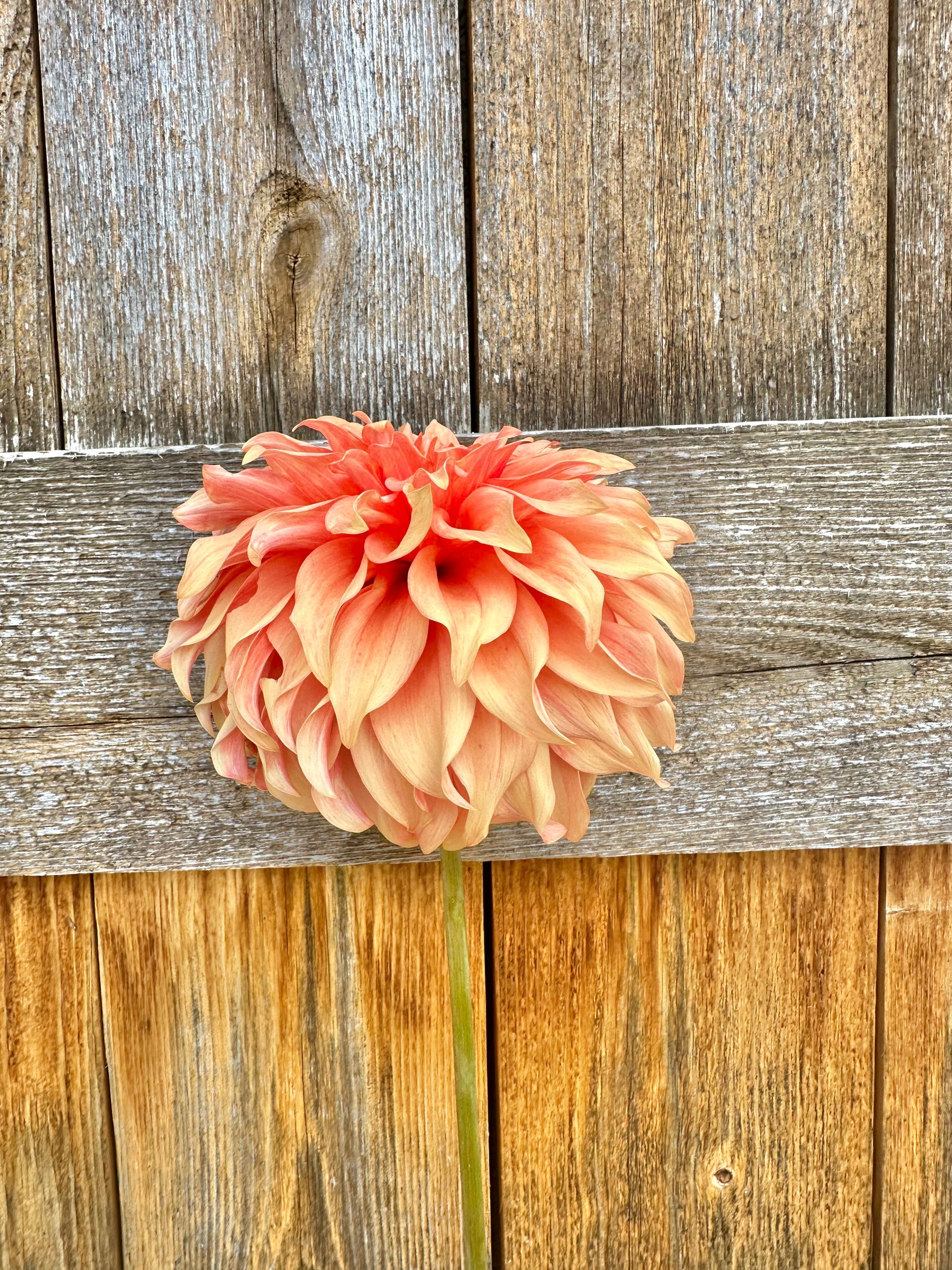 Bloomquist Pleasing dahlia