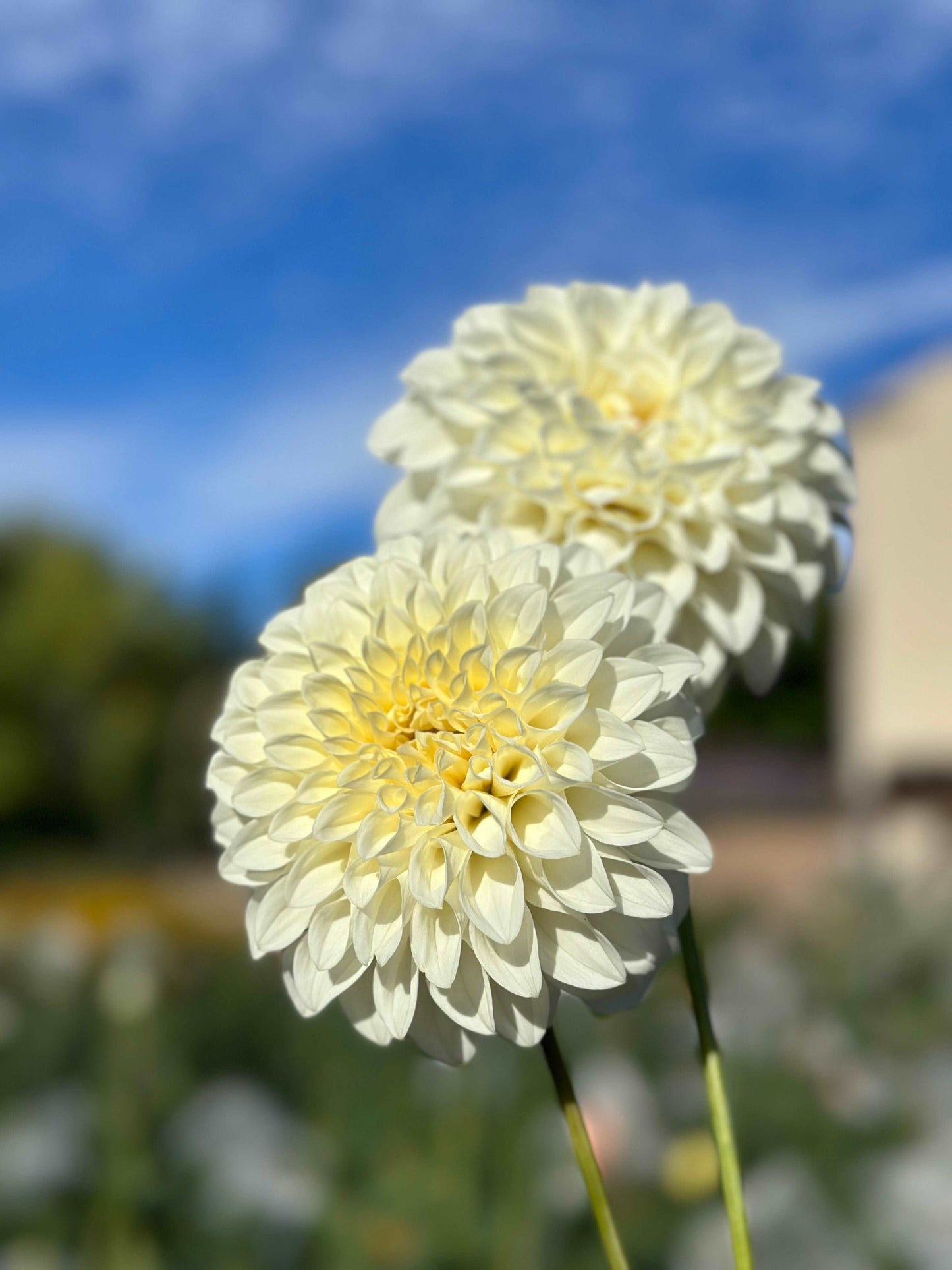 Bloomquist Snowy dahlia