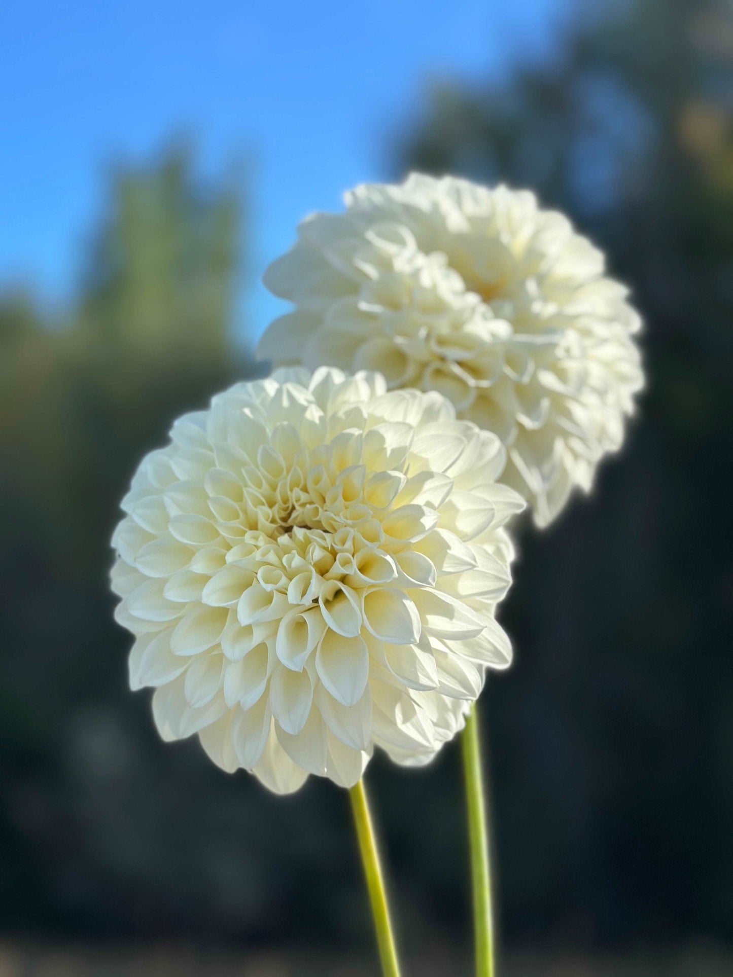 Bloomquist Snowy dahlia