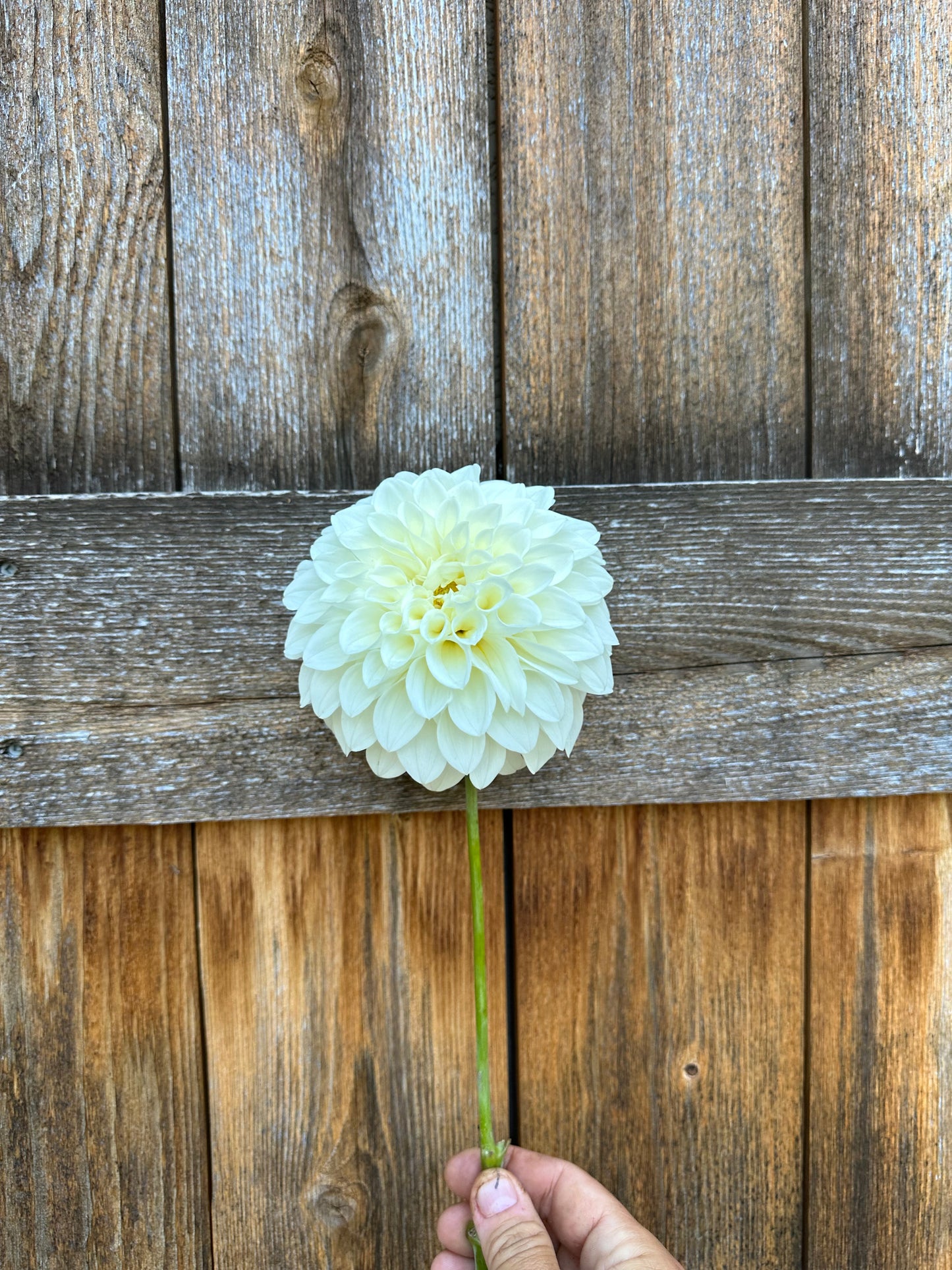 Bloomquist Snowy dahlia
