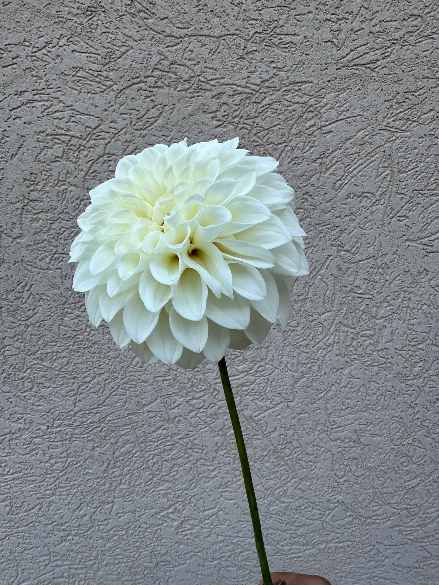 Bloomquist Snowy dahlia