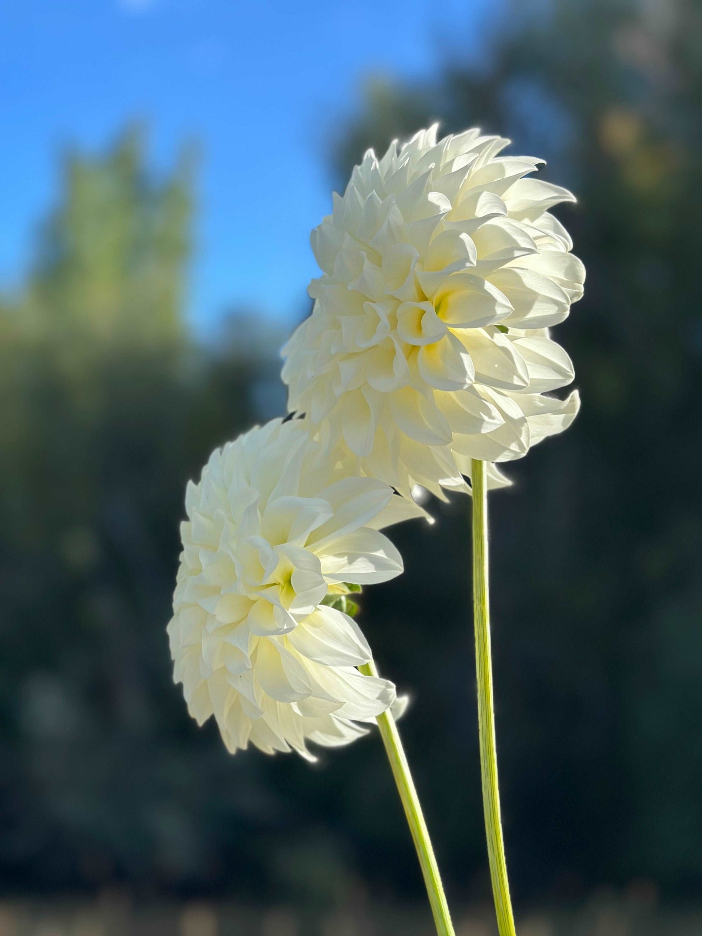 Bloomquist Snowy dahlia