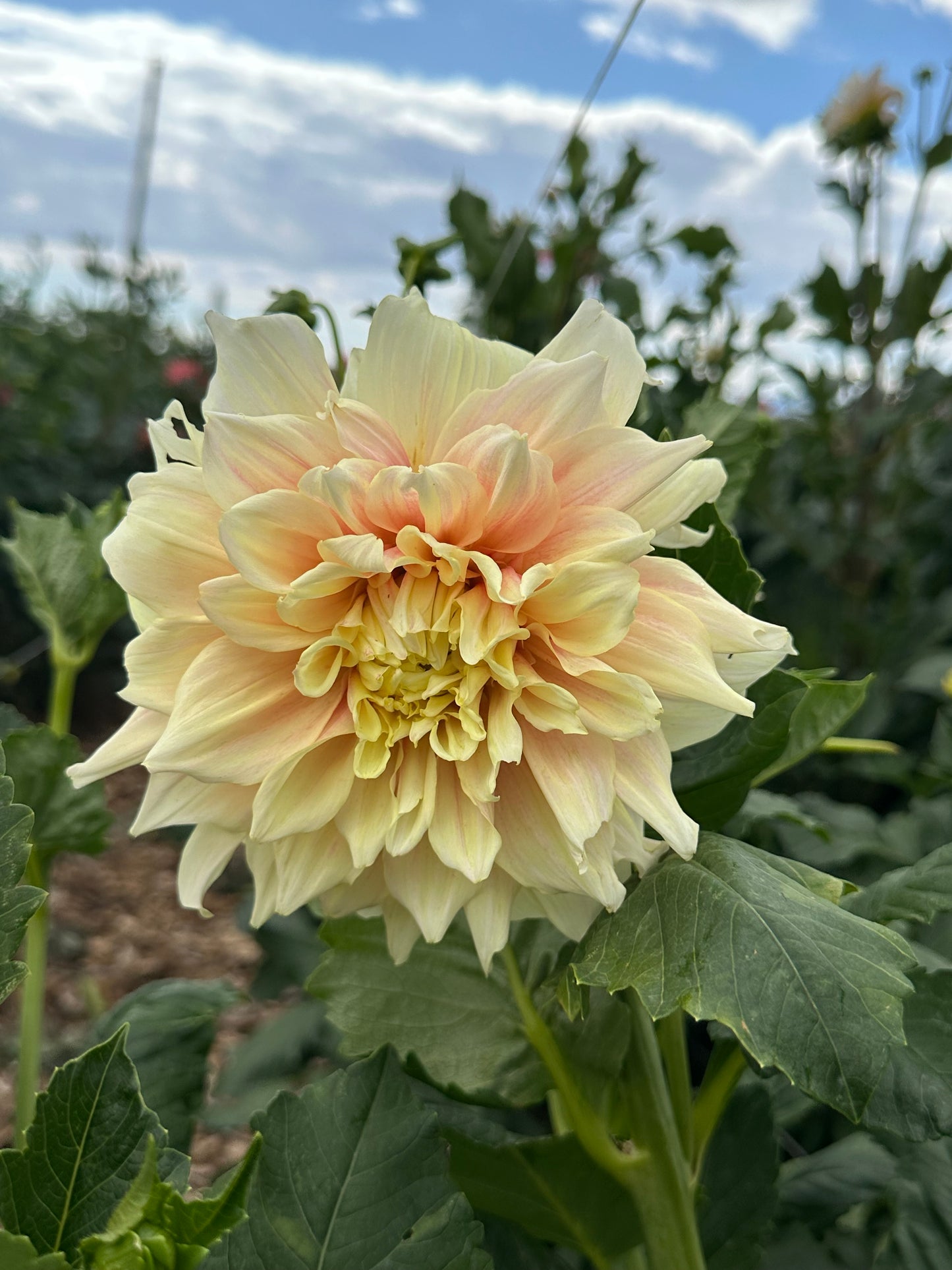 Breakout dahlia