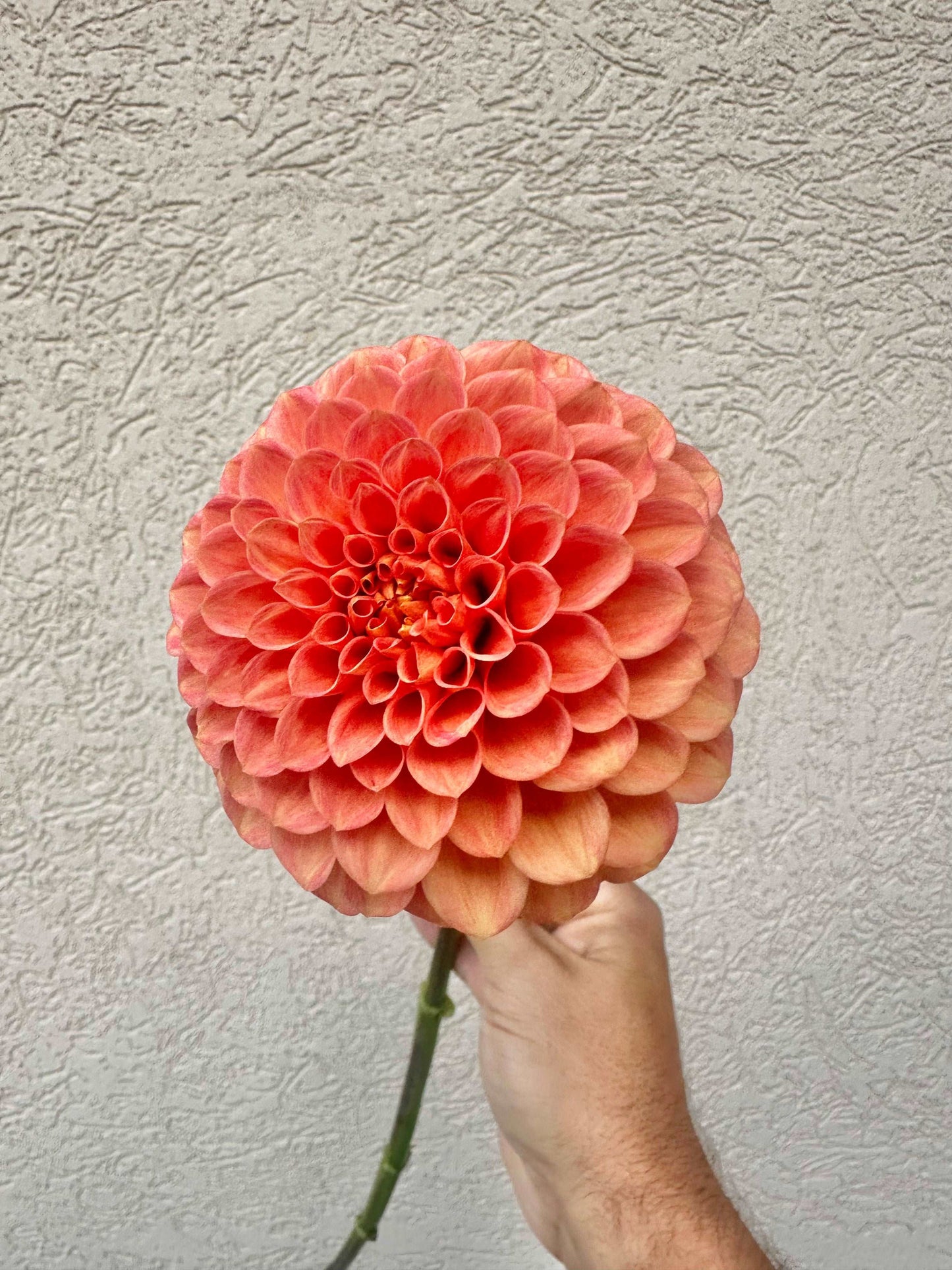 Caleb’s Orange Crush dahlia
