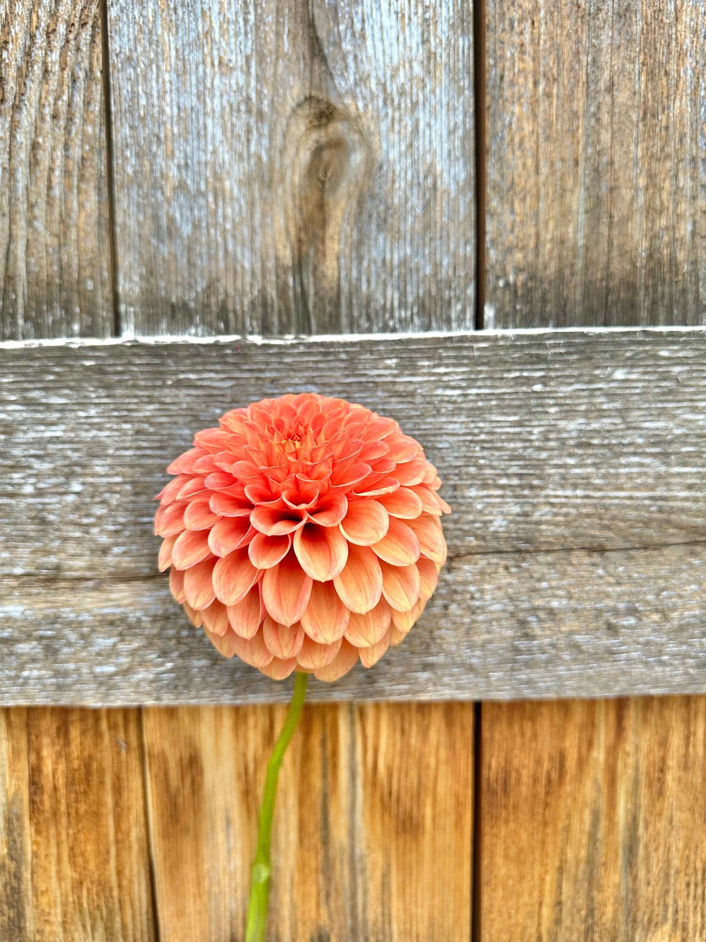 Caleb’s Orange Crush dahlia