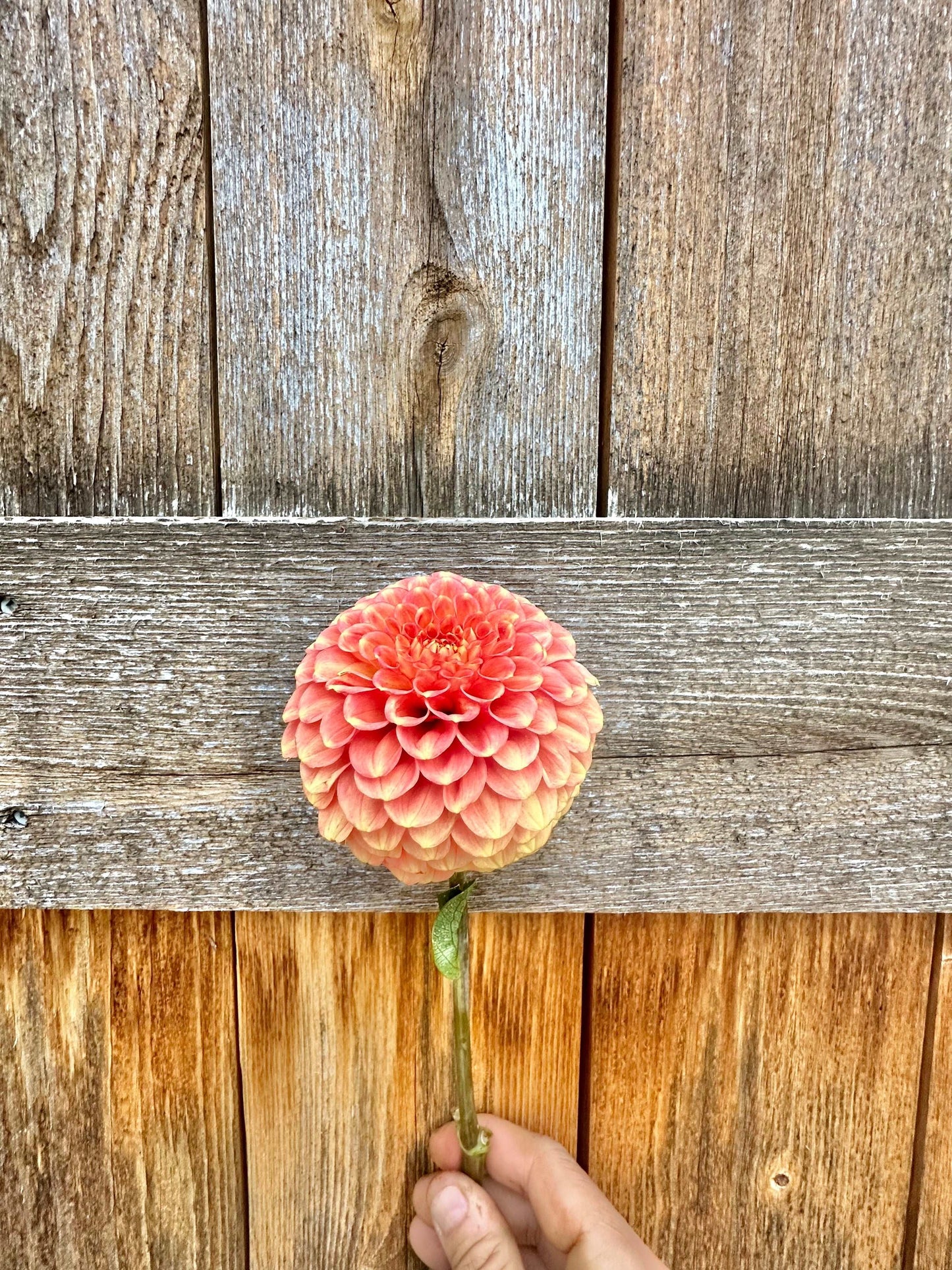 Camano Buz dahlia