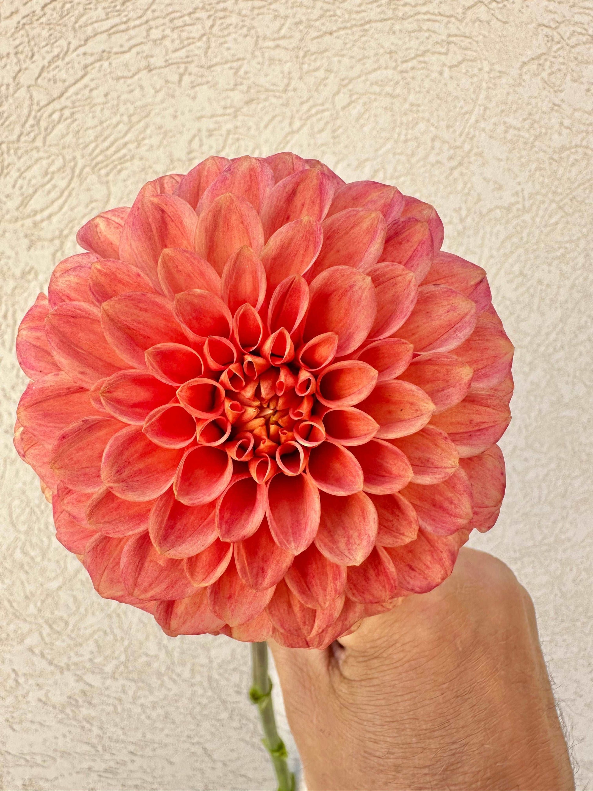 Camano Buz dahlia