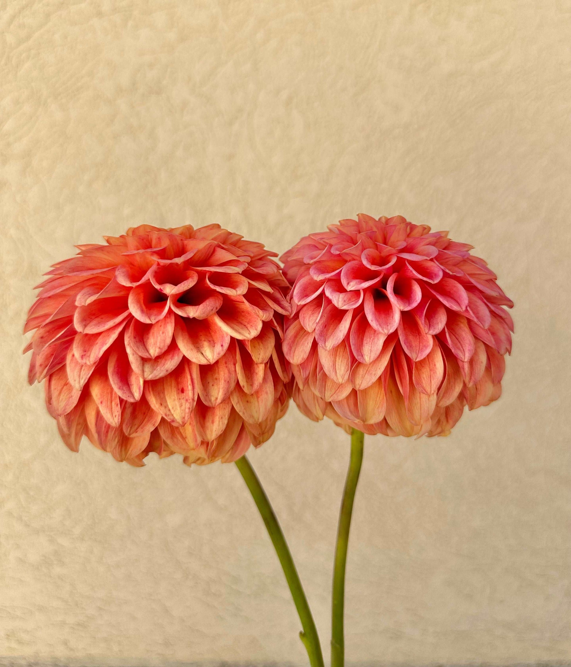 Camano Buz dahlia