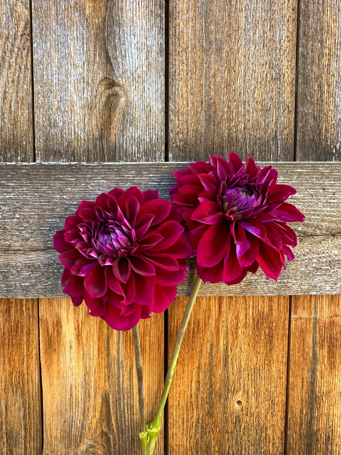 Diva dahlia