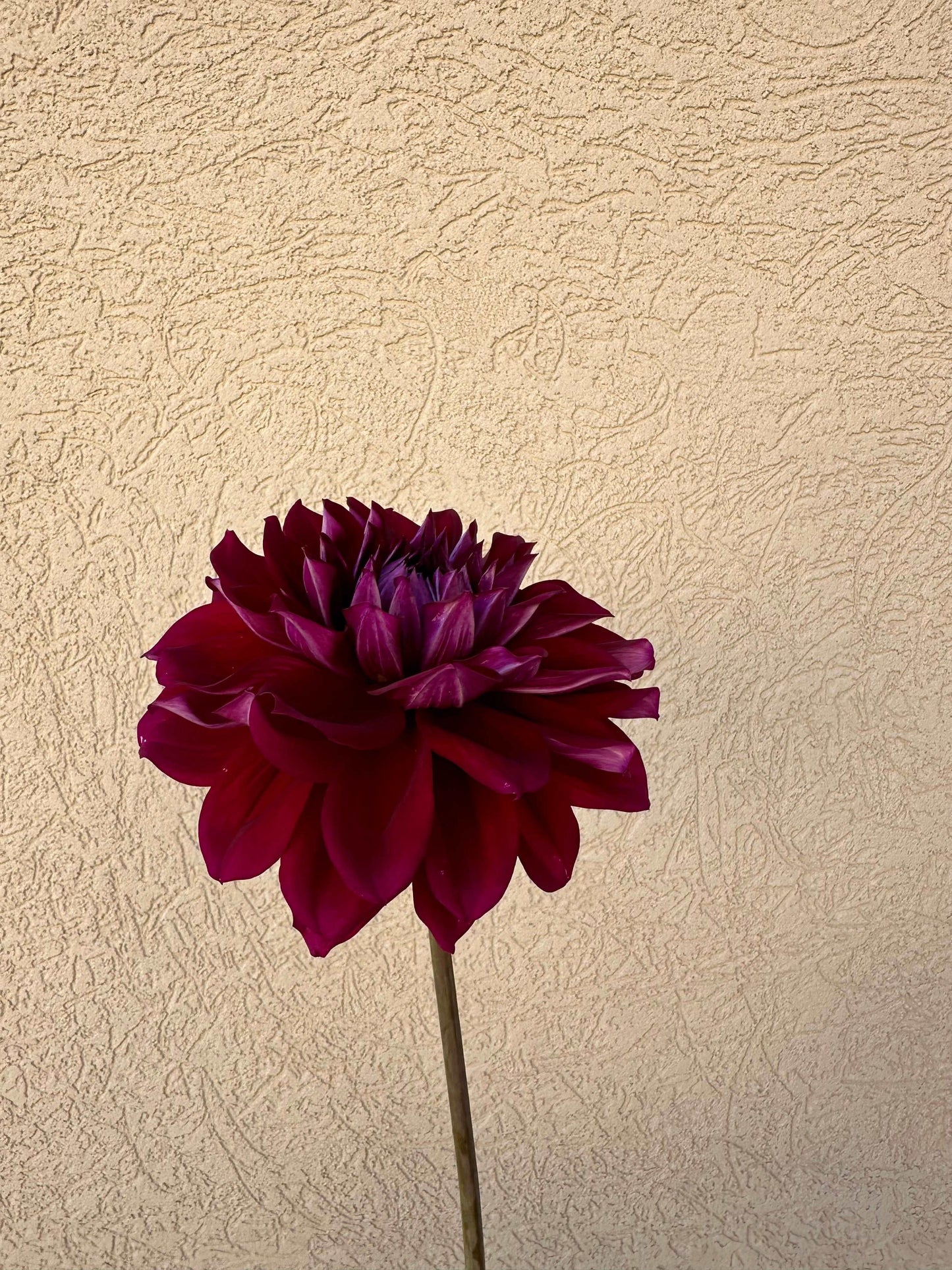 Diva dahlia