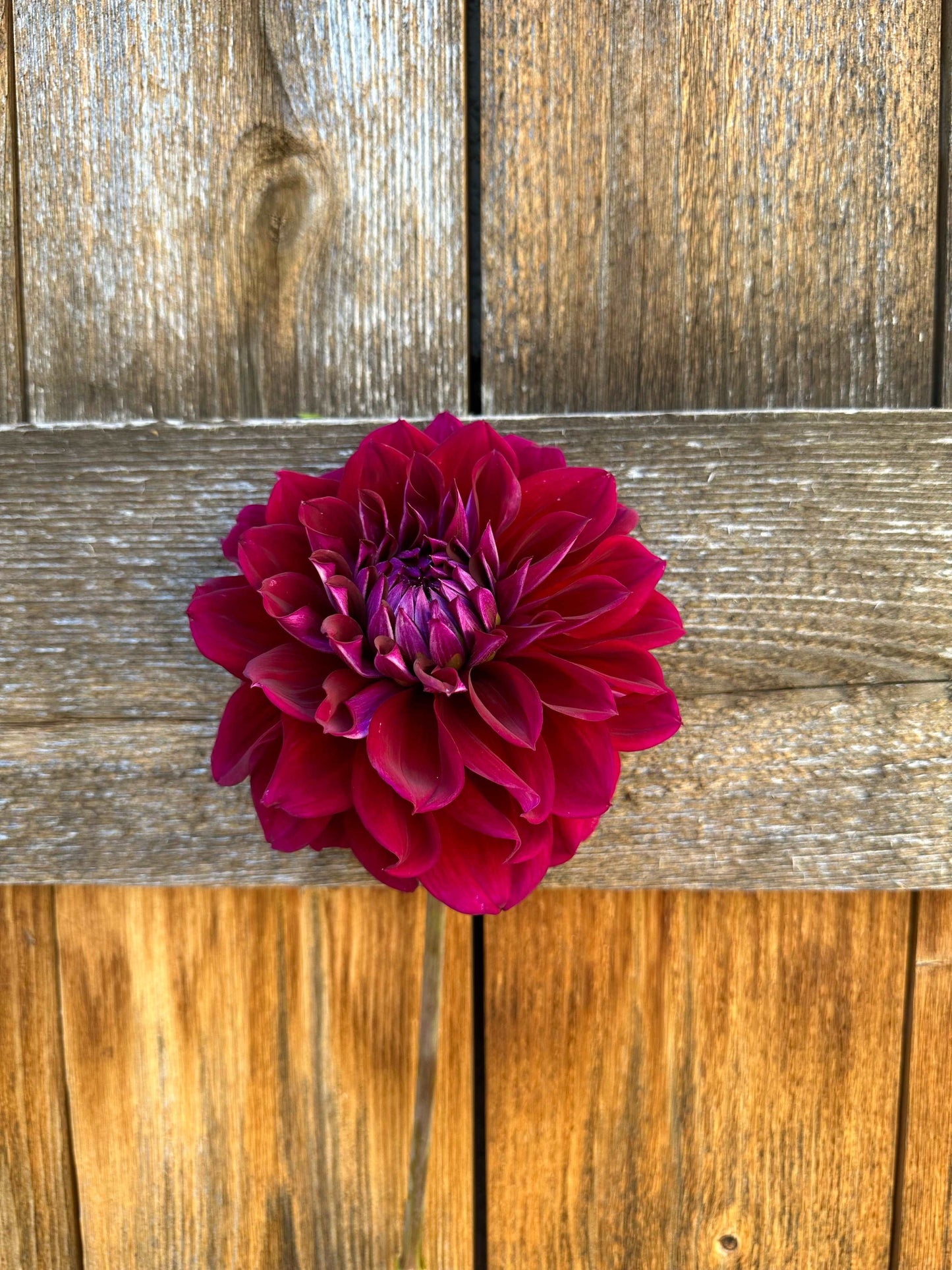 Diva dahlia