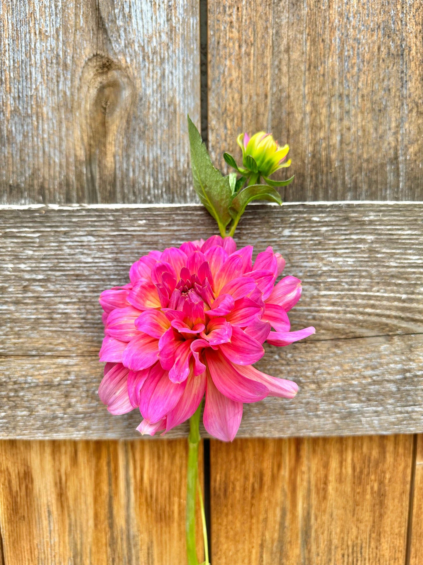 Excentric dahlia