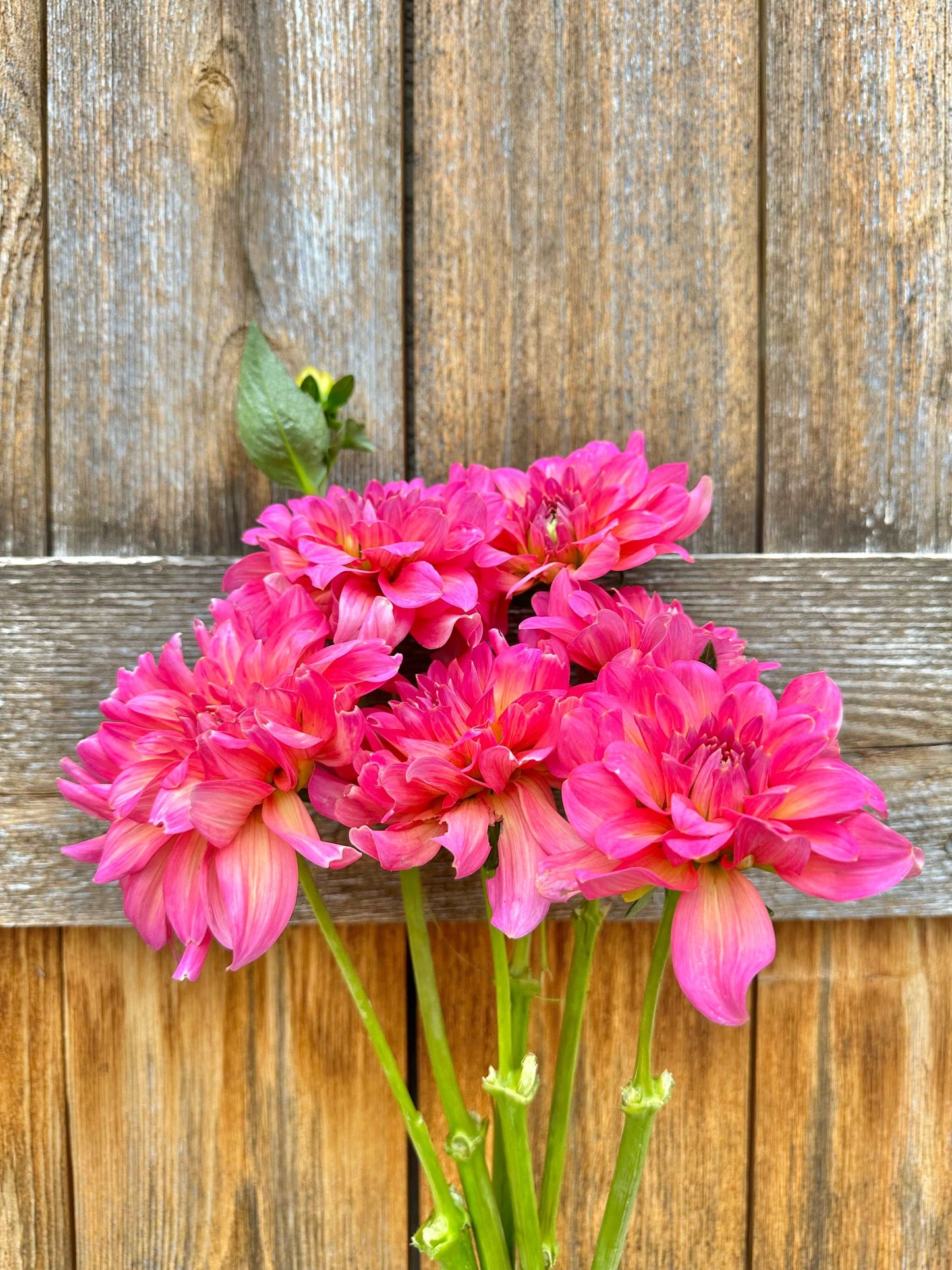 Excentric dahlia