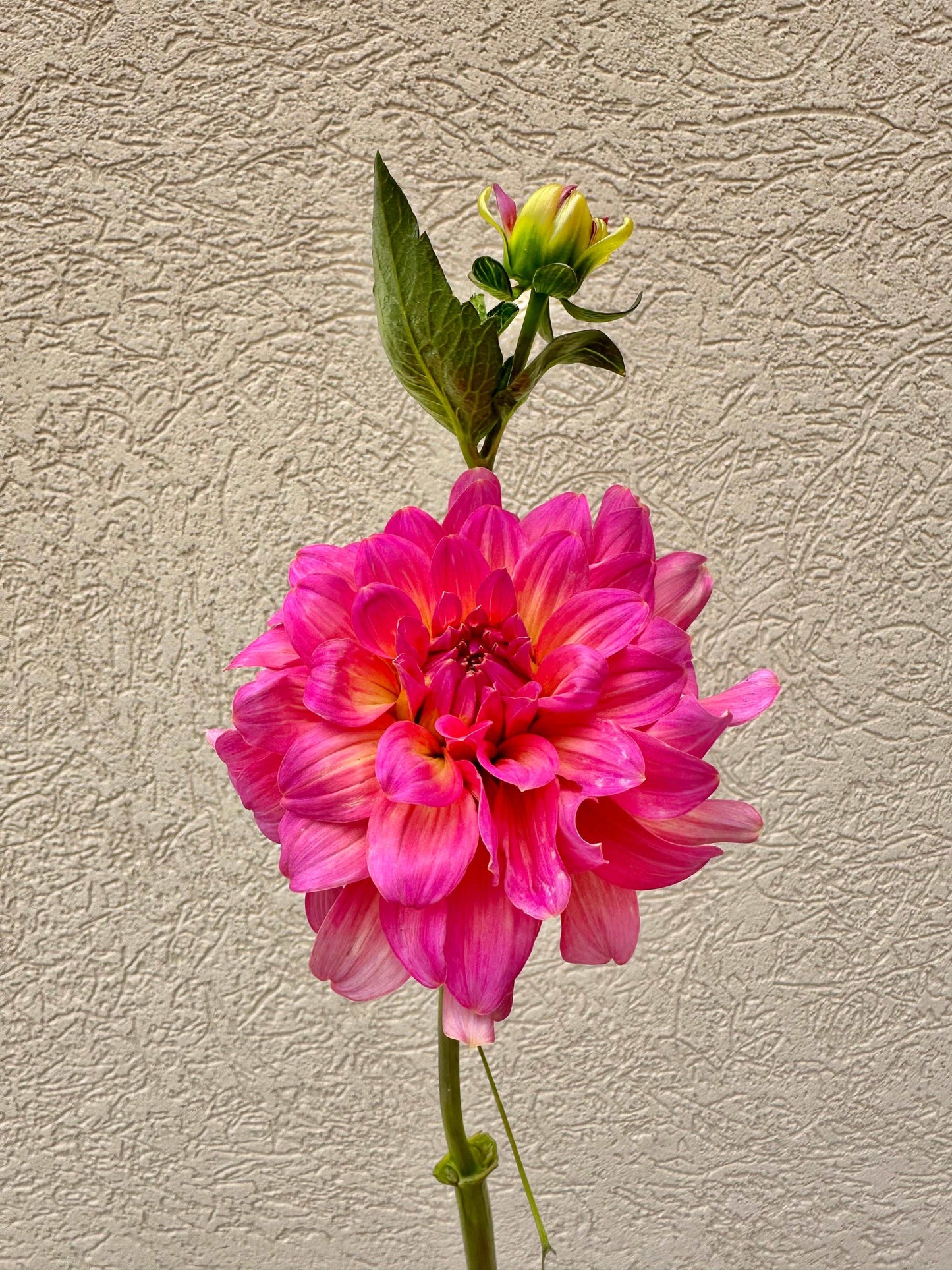 Excentric dahlia