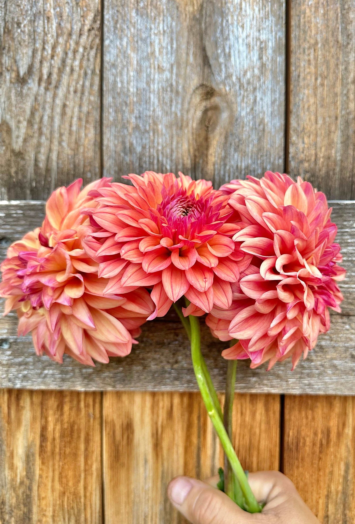 Ferncliff Copper dahlia