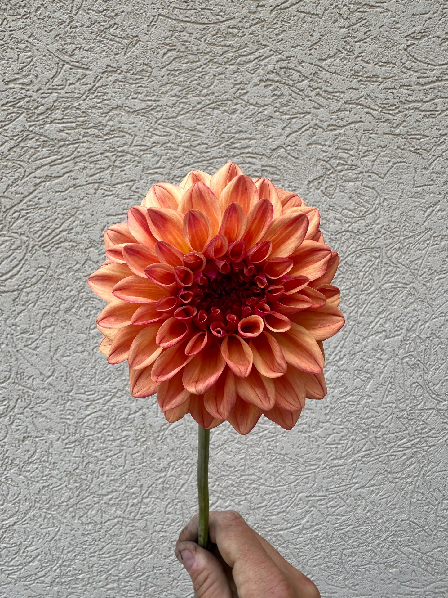 Ferncliff Copper dahlia