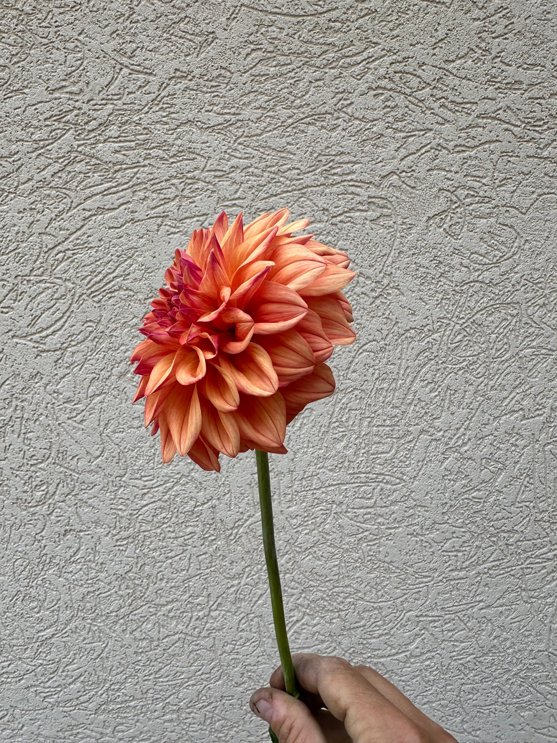 Ferncliff Copper dahla