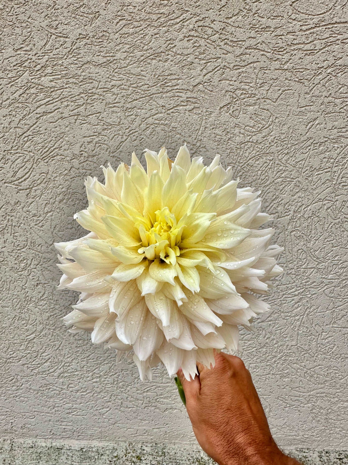 Hapet Champagne dahlia