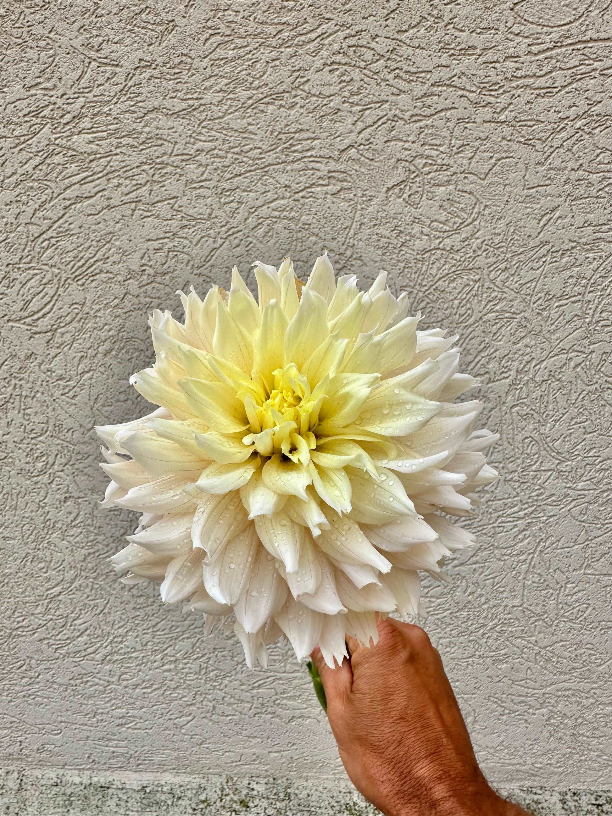 Hapet Champagne dahlia