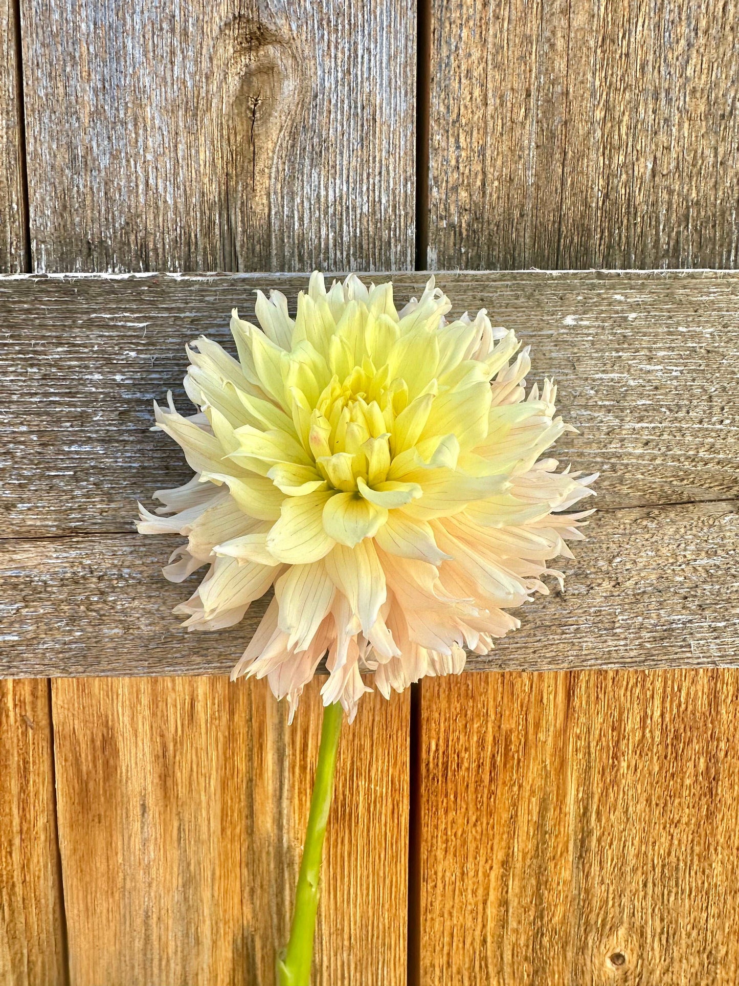 Hapet Champagne dahlia