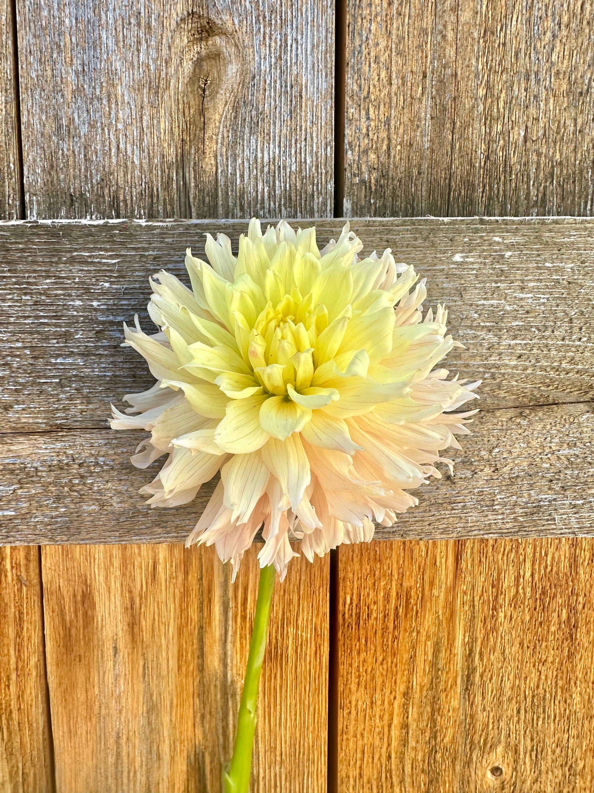 Hapet Champagne dahlia